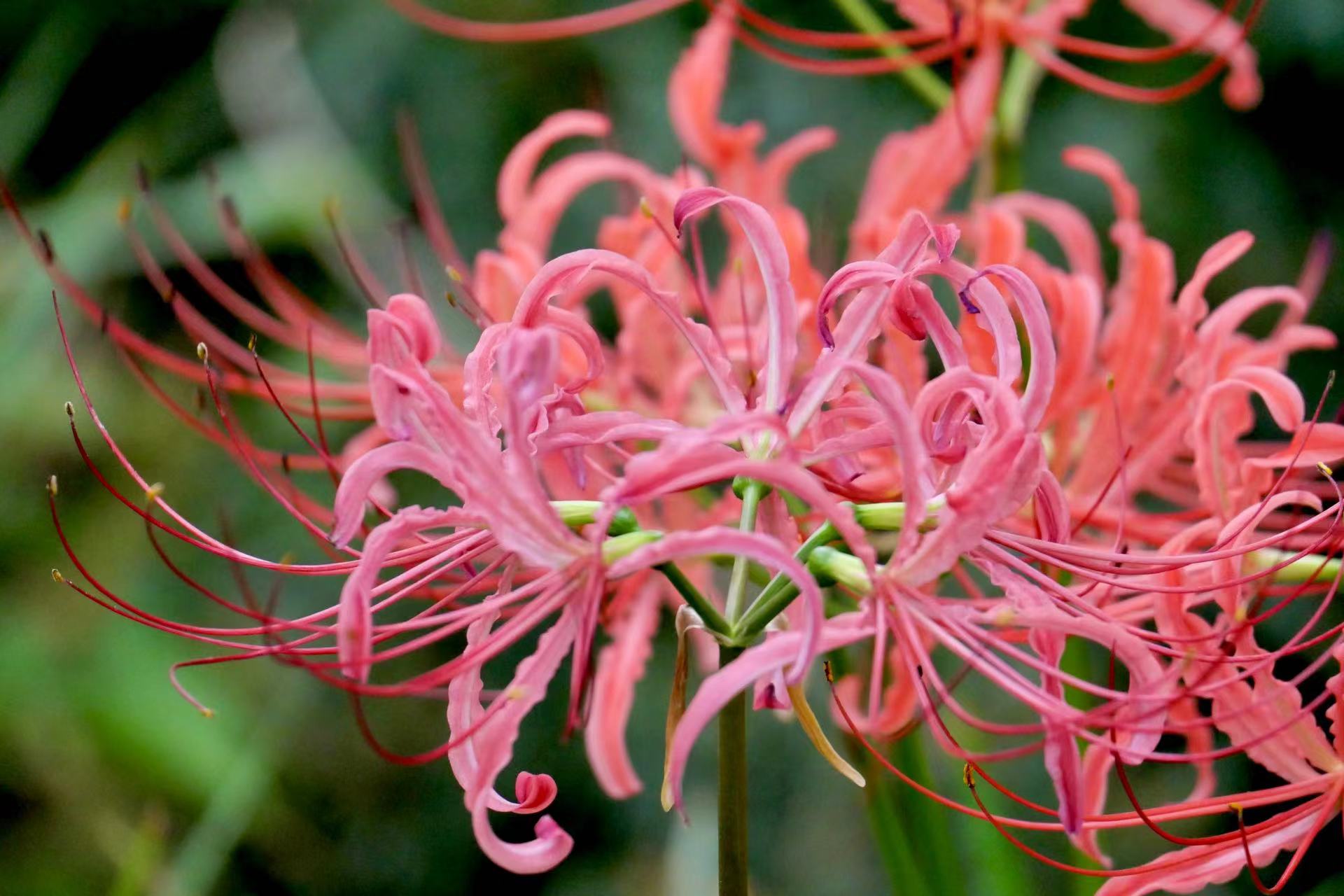 彼岸花是石蒜花的一种,作为石蒜科石蒜属的多年生草本植物,它们之间的