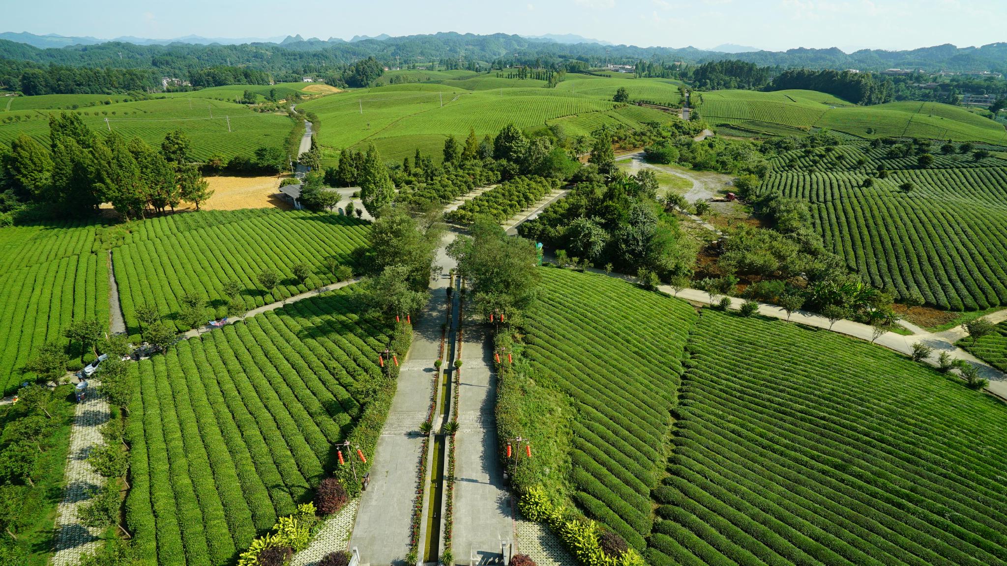 遵义湄潭一碧万顷绿浪翻腾万亩茶海美景如画