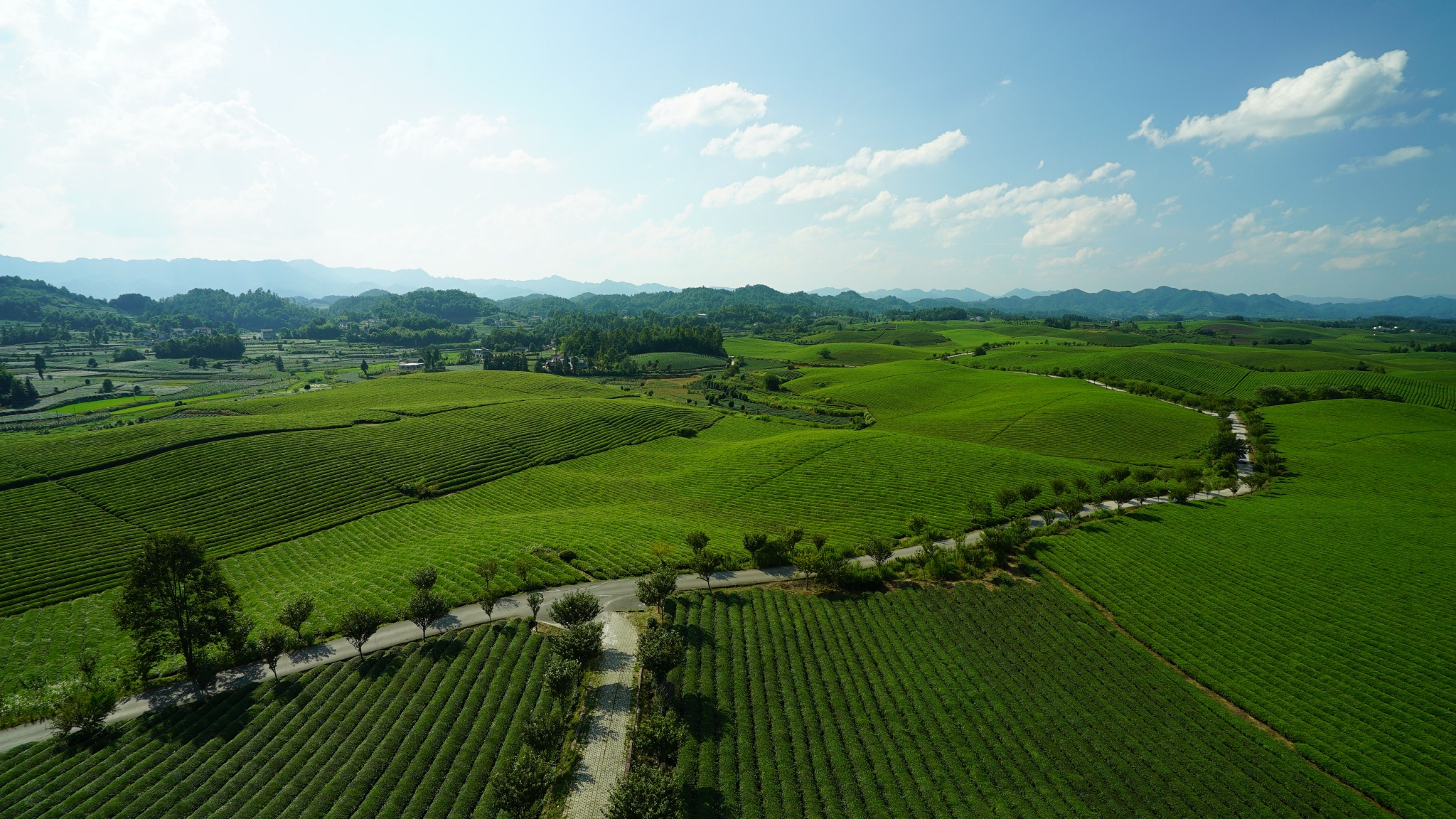 遵义湄潭一碧万顷绿浪翻腾万亩茶海美景如画
