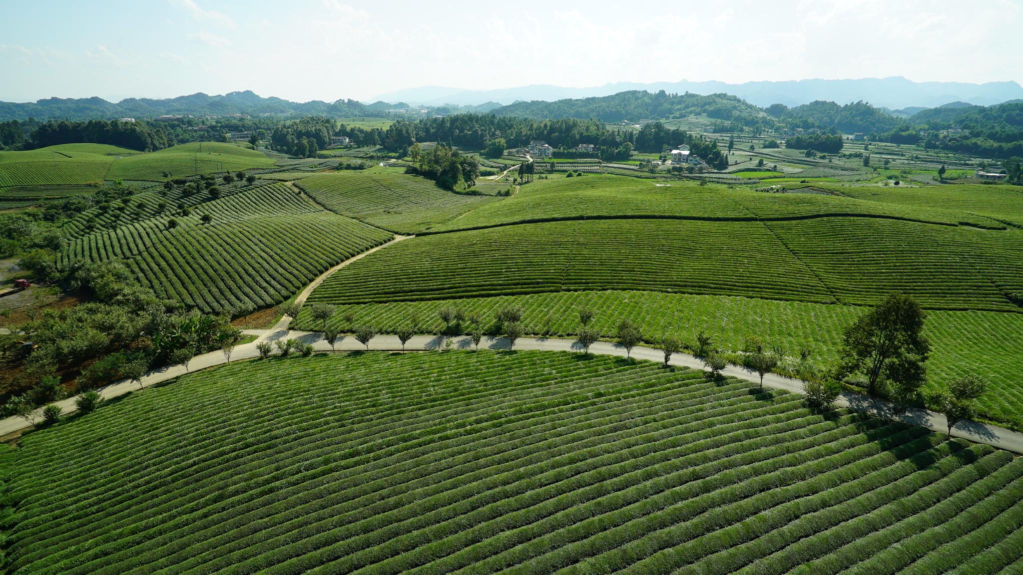 遵义湄潭一碧万顷绿浪翻腾万亩茶海美景如画