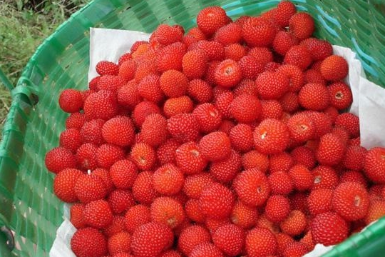 个头小营养却丰富这种野草莓匍匐生长野外碰到尝一尝