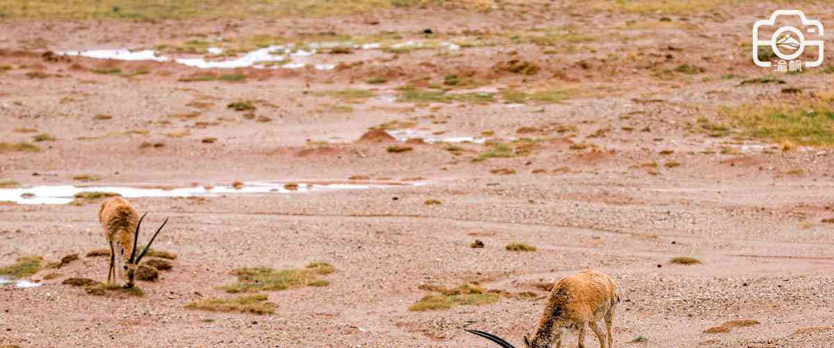 可可西莉的小说有哪些 巫山浮云的新笔名是什么