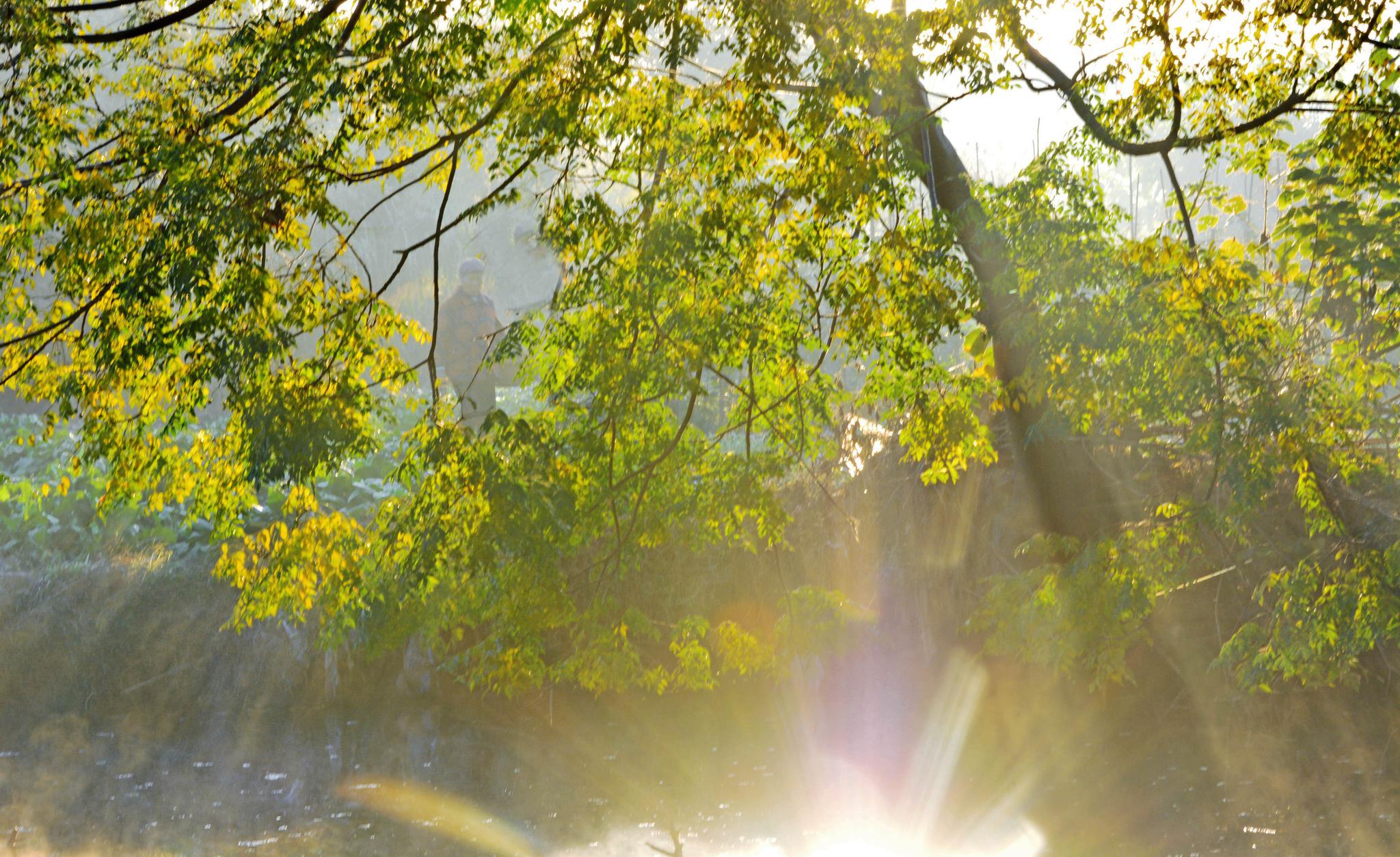 秋日的清晨,房前屋后随手拍.