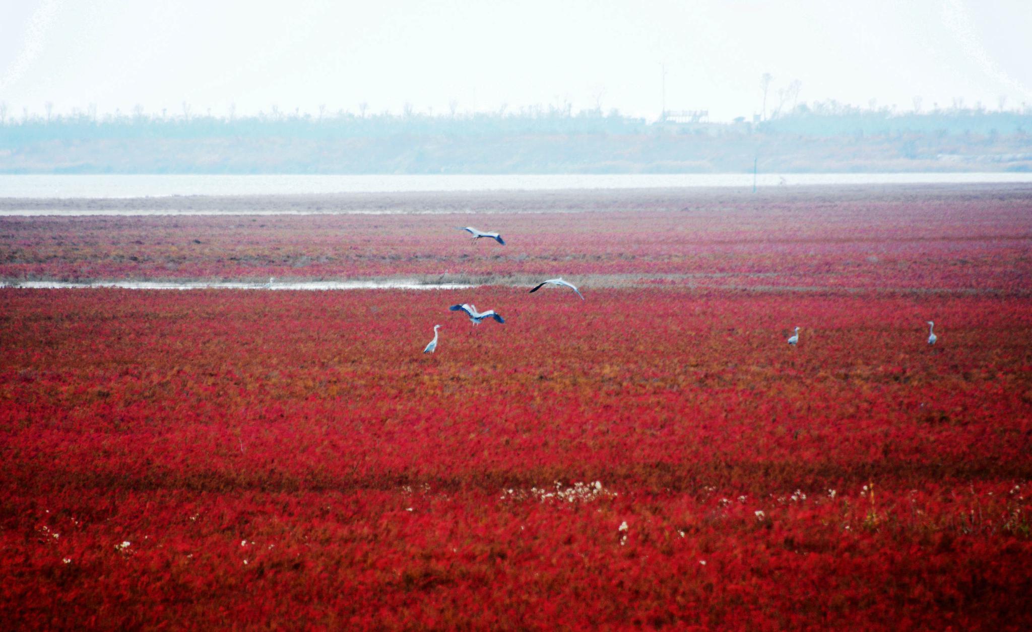 江苏东台“条子泥”,盐蒿草如红地毯铺满海滩,景区秋色迷人。__财经头条