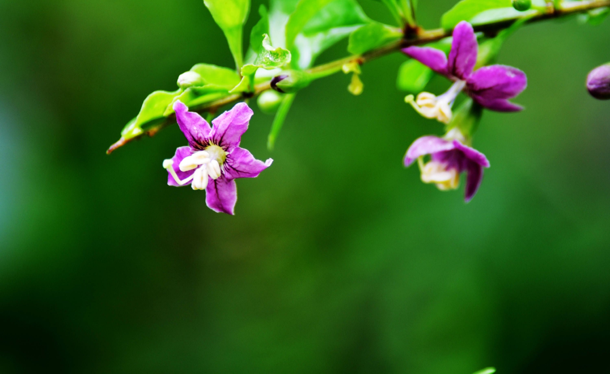 我家枸杞花正艳
