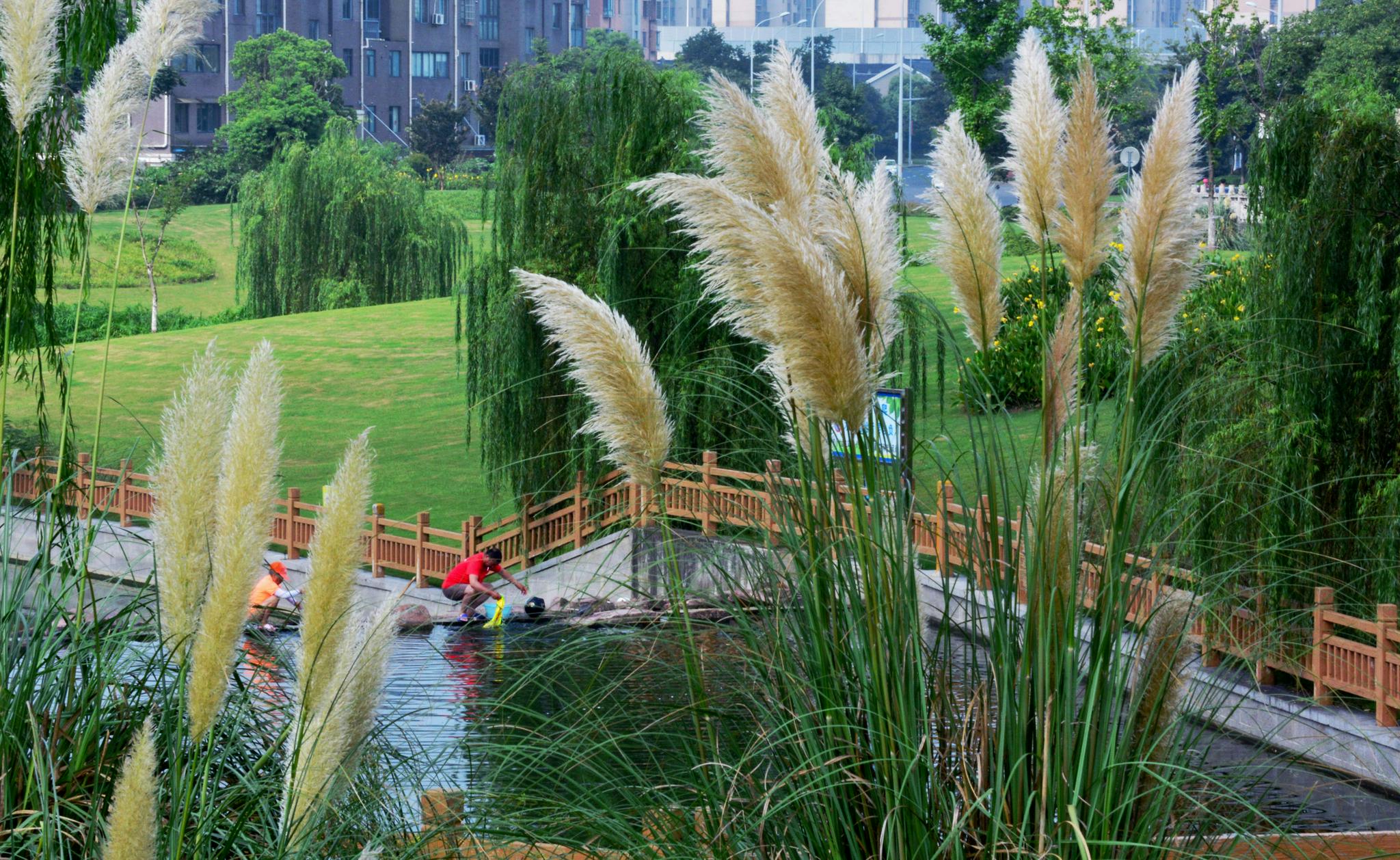 蒲苇摇曳诗画里碧水微澜映秋意