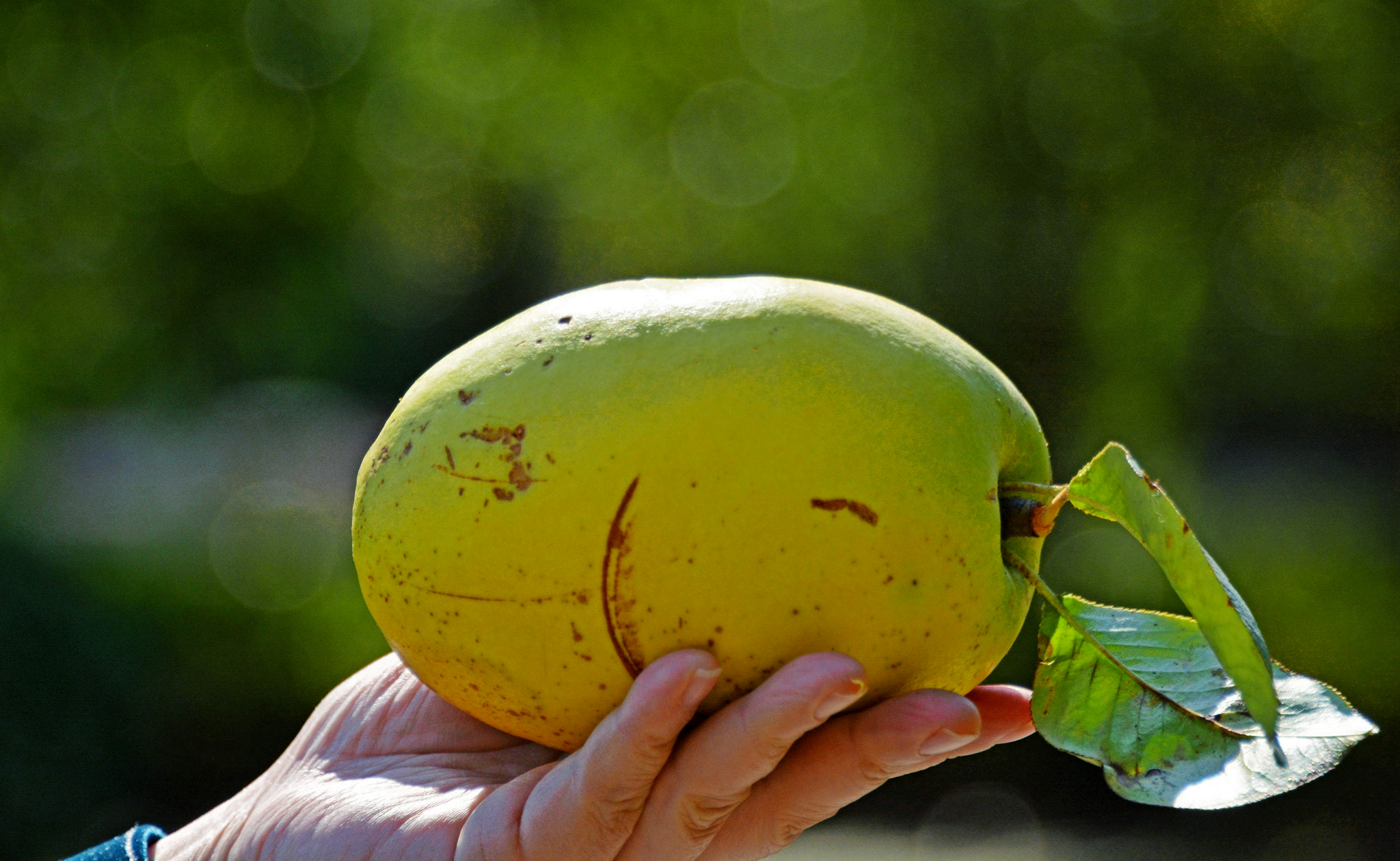 木瓜海棠果有非常好的食用和药用价值摄于无锡锡山区云林街道