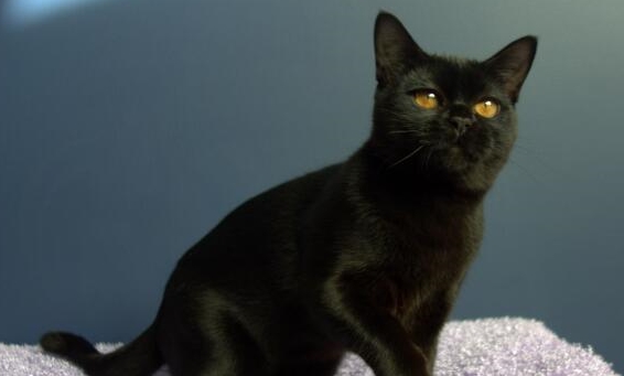 曼德勒猫身体呈现一种油光的亮泽,非常的好看很漂亮.