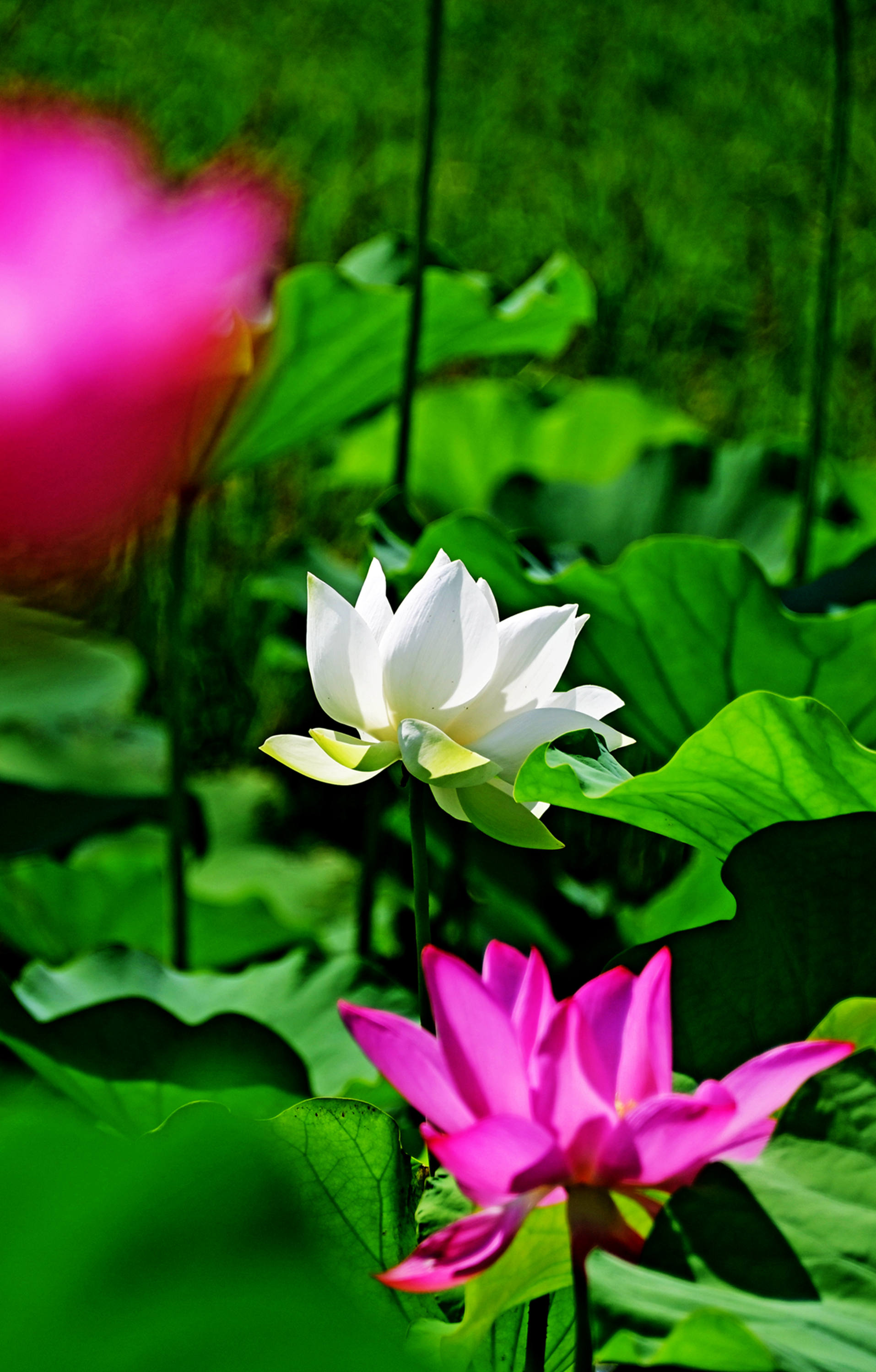 秋日荷塘今年立秋以来高温不退只有这荷花依然默默绽放