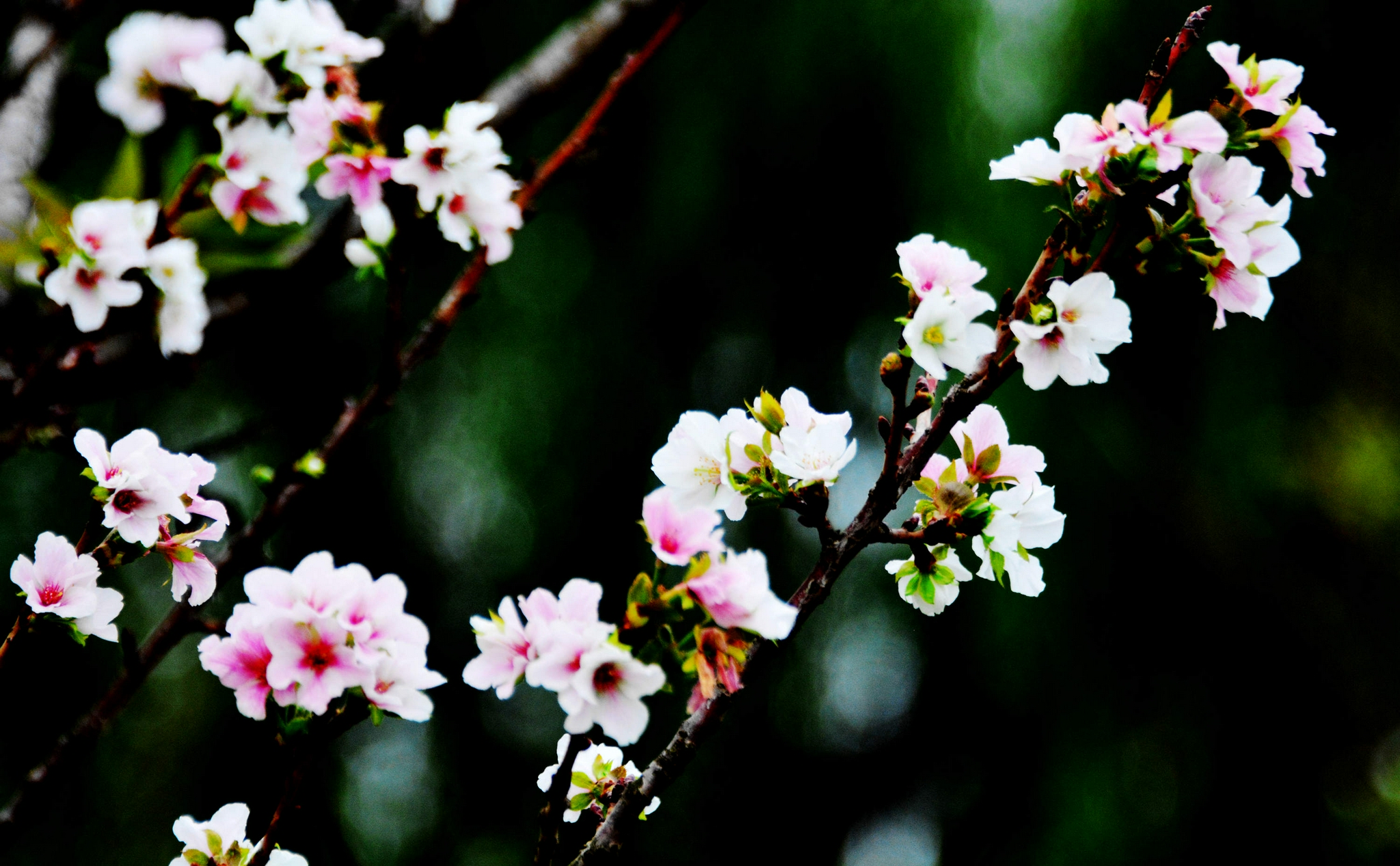 桃花盛开的秋天|看桃|锡山区|留影_新浪新闻