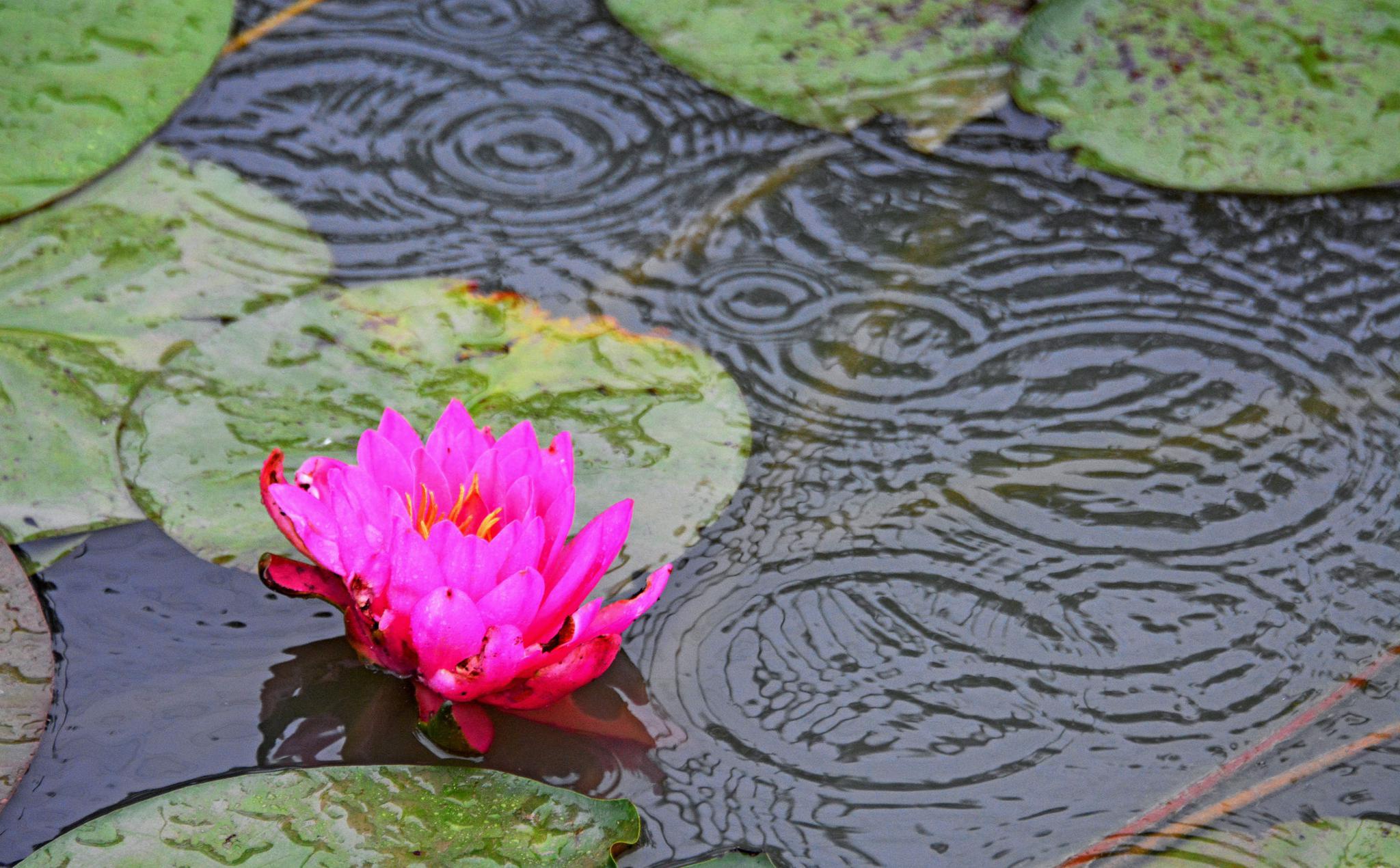 江南小院听雨声