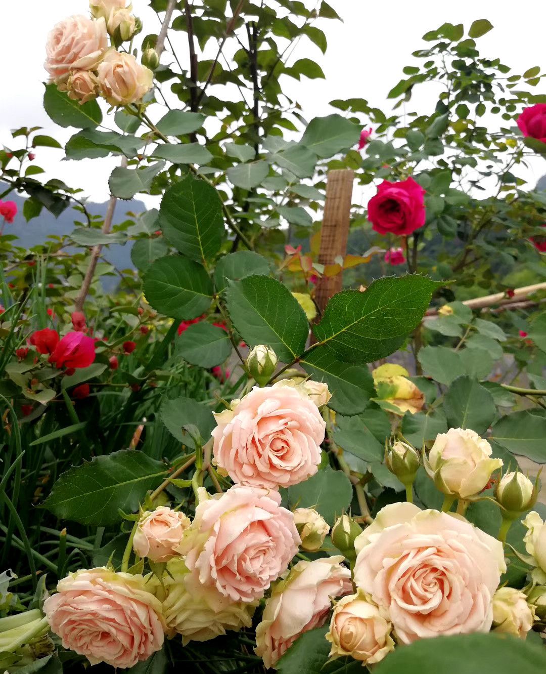 月季爆盆啦 渝妹纸花了六年时间打造的小花园 有你们喜欢的吗