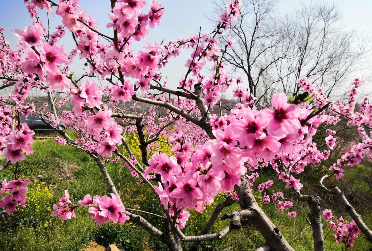 3月日 春分时节 桃花朵朵开 花开蜂自来
