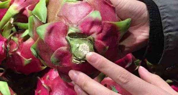 火龙果也分公母？原来挑选还有这些妙招，难怪自己买的火龙果不甜休闲区蓝鸢梦想 - Www.slyday.coM