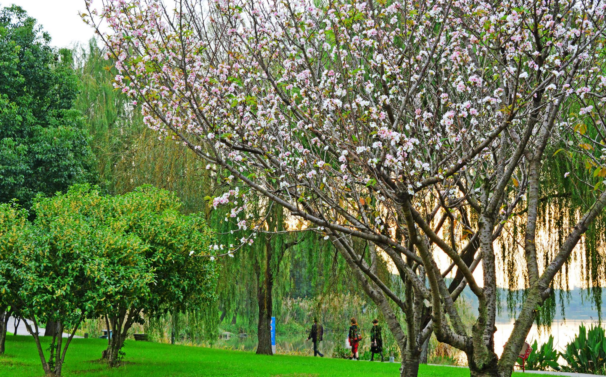 桃花盛开的秋天__财经头条