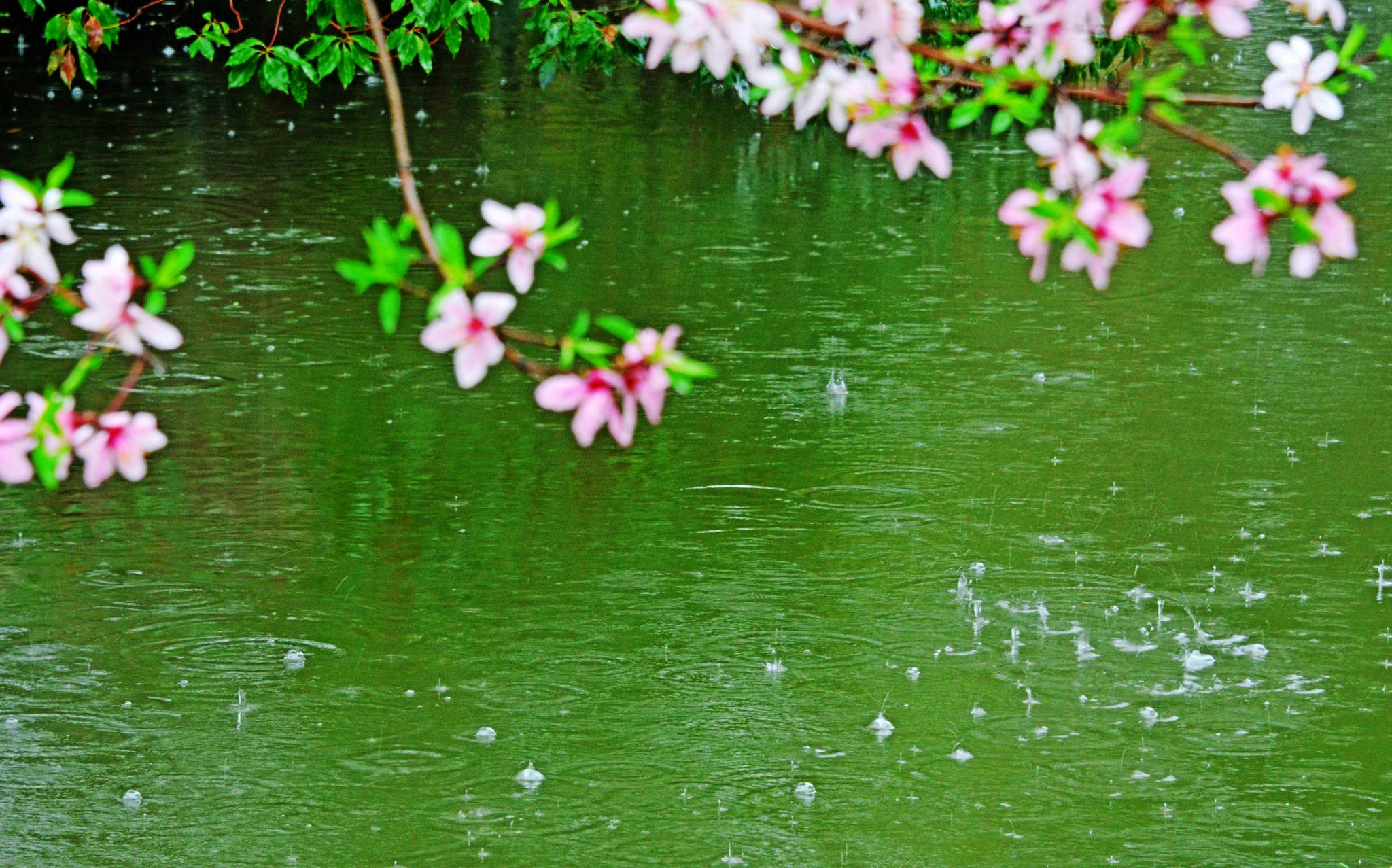 春天的雨绽放的花江苏省无锡市锡山区锡北镇斗山村