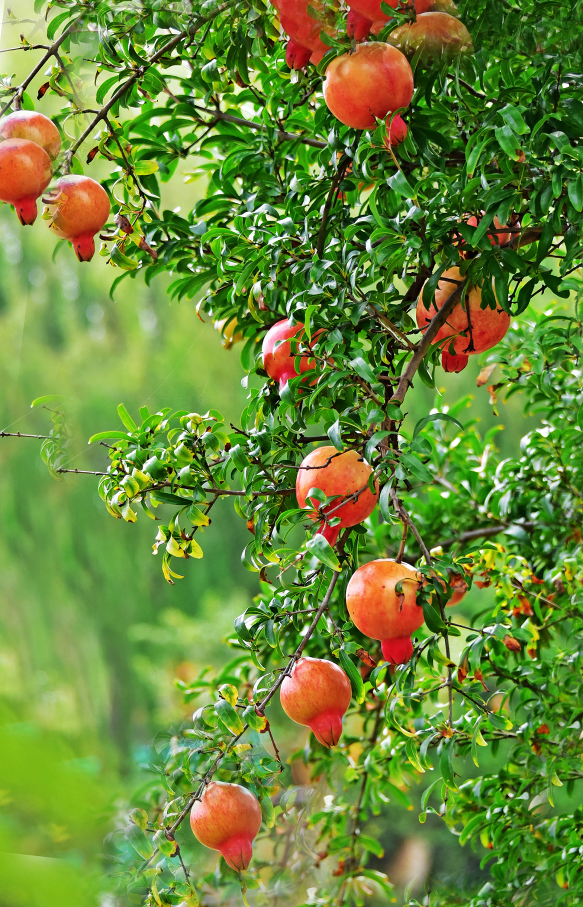 硕果累累福田秋,江苏无锡锡山台创园区佳友福田开心果园.