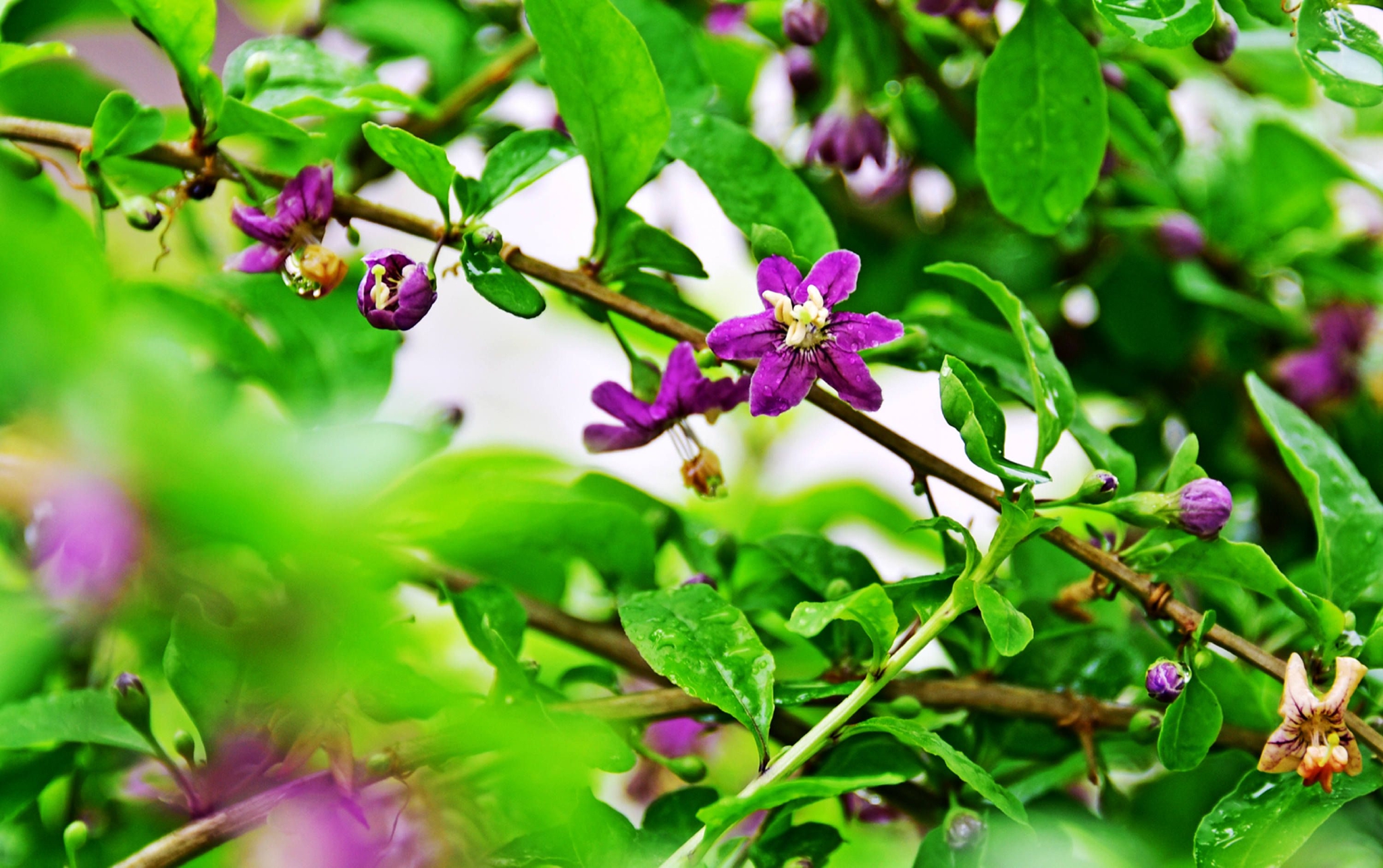 我家枸杞花正艳