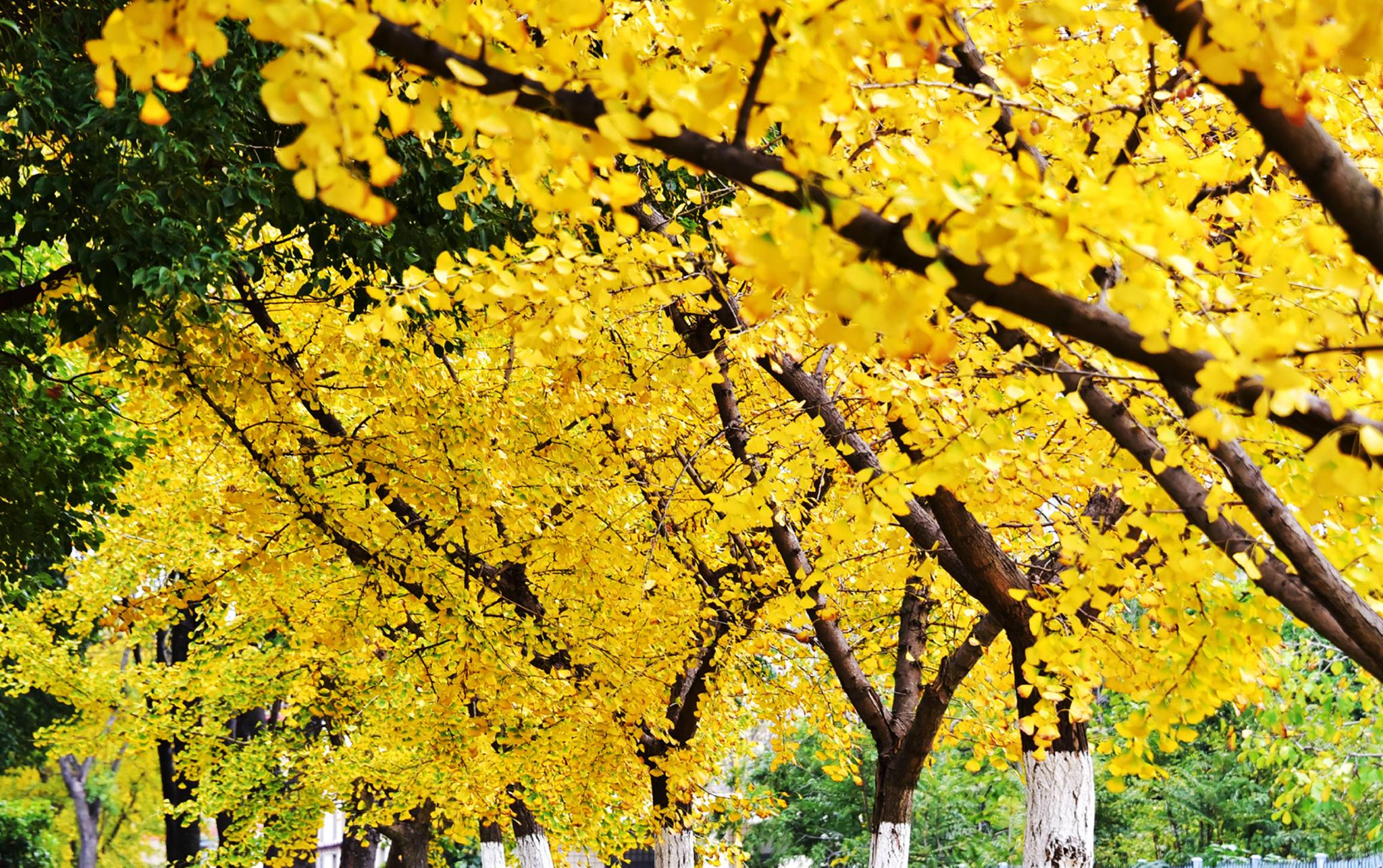 无锡锡北镇|锡北镇|银杏叶|寒风_新浪新闻