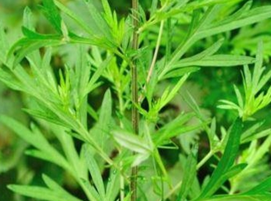 艾叶|艾草|湿疹_新浪新闻