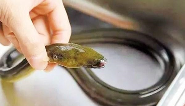 寄生虫|野味|小龙虾_新浪新闻