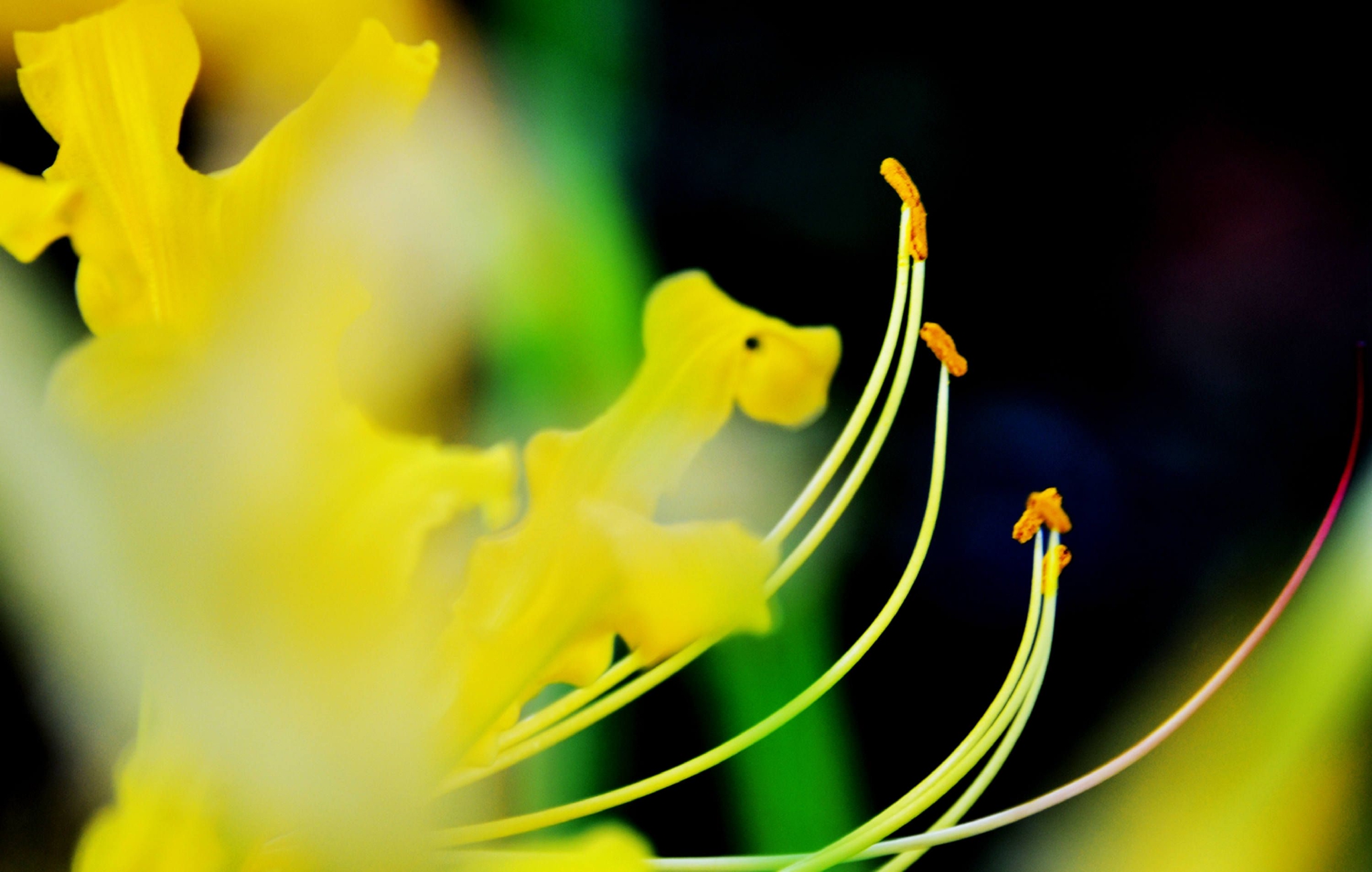 秋天绽放的菊花|摄影|静物|浏览器 - 原创作品 - 站酷 (ZCOOL)