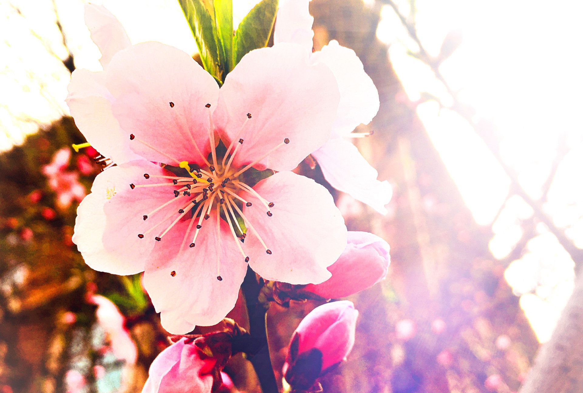 前面的路或许挺难走,不妨慢下来看看,美好的光景一直在你身边