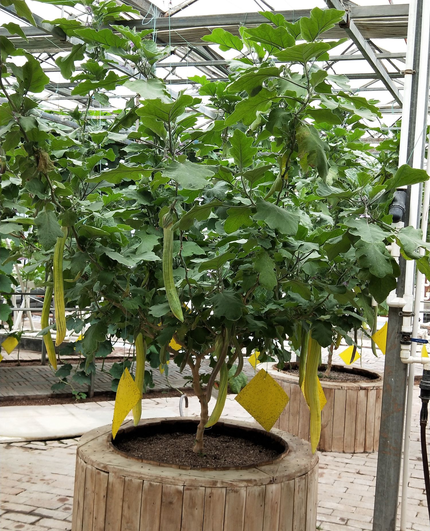 庄园有机观赏蔬菜