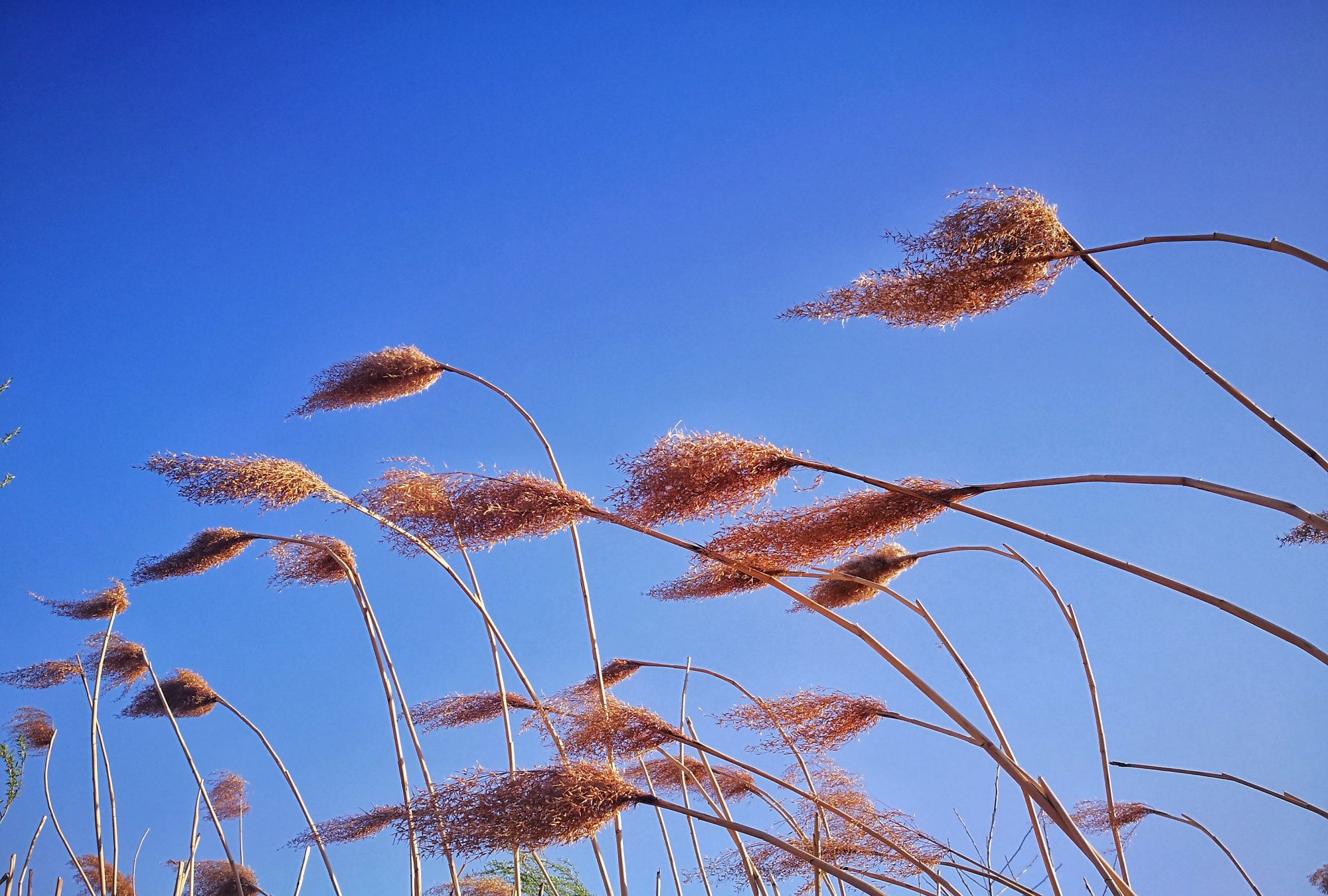 这片芦苇荡春风,我心荡漾赏美景_高清图集_新浪网