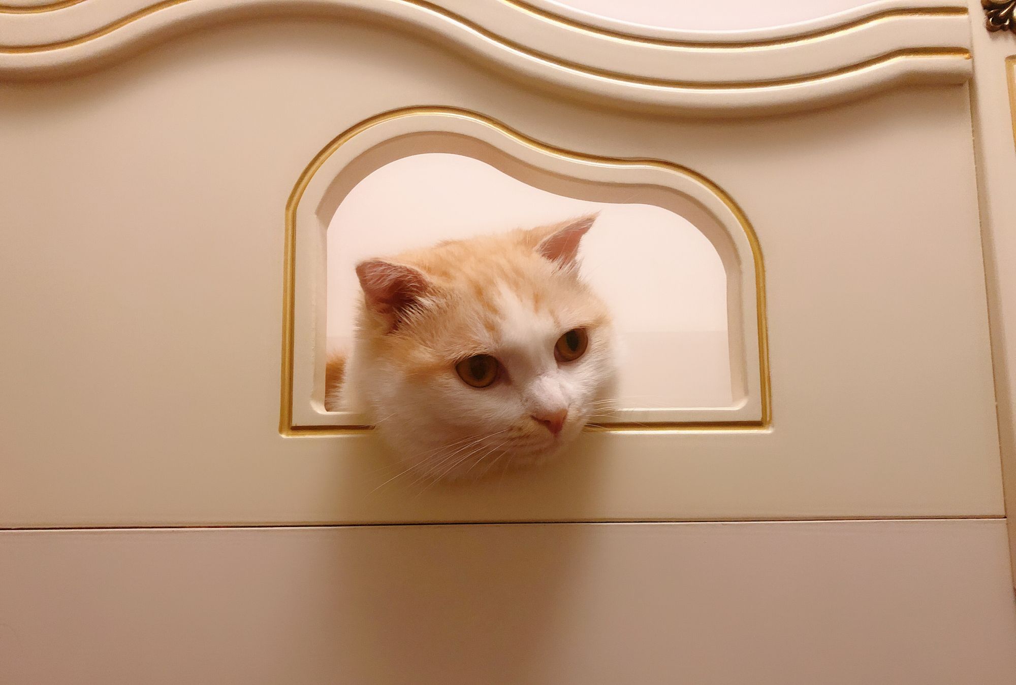 小猫独占上铺,主人叫它,小猫探出头:干嘛!