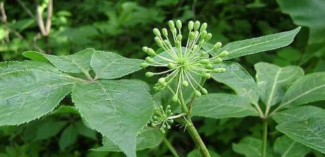 叶子黏黏很香,一小把能卖五块,农村屋前屋后很多焯水很美味