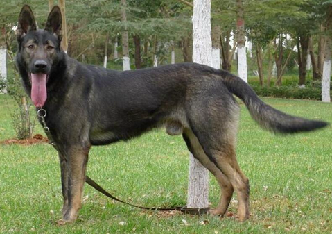 捷克狼犬昆明犬机警凶猛忠诚的特警奇兵