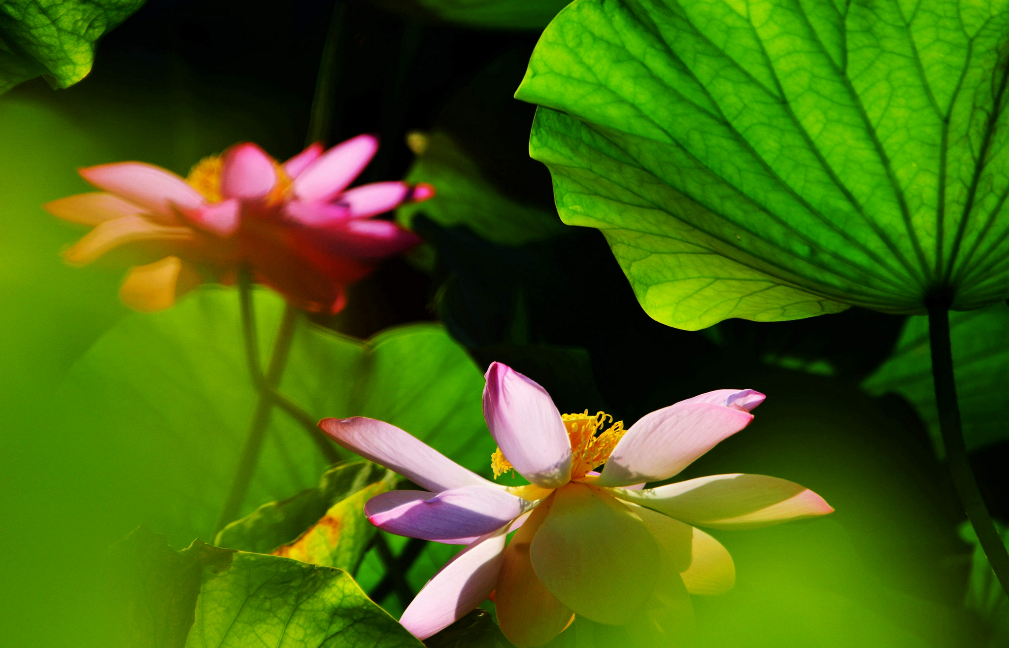 盛夏清晨荷塘美江苏无锡锡山区锡北镇丰泰苑小区荷塘