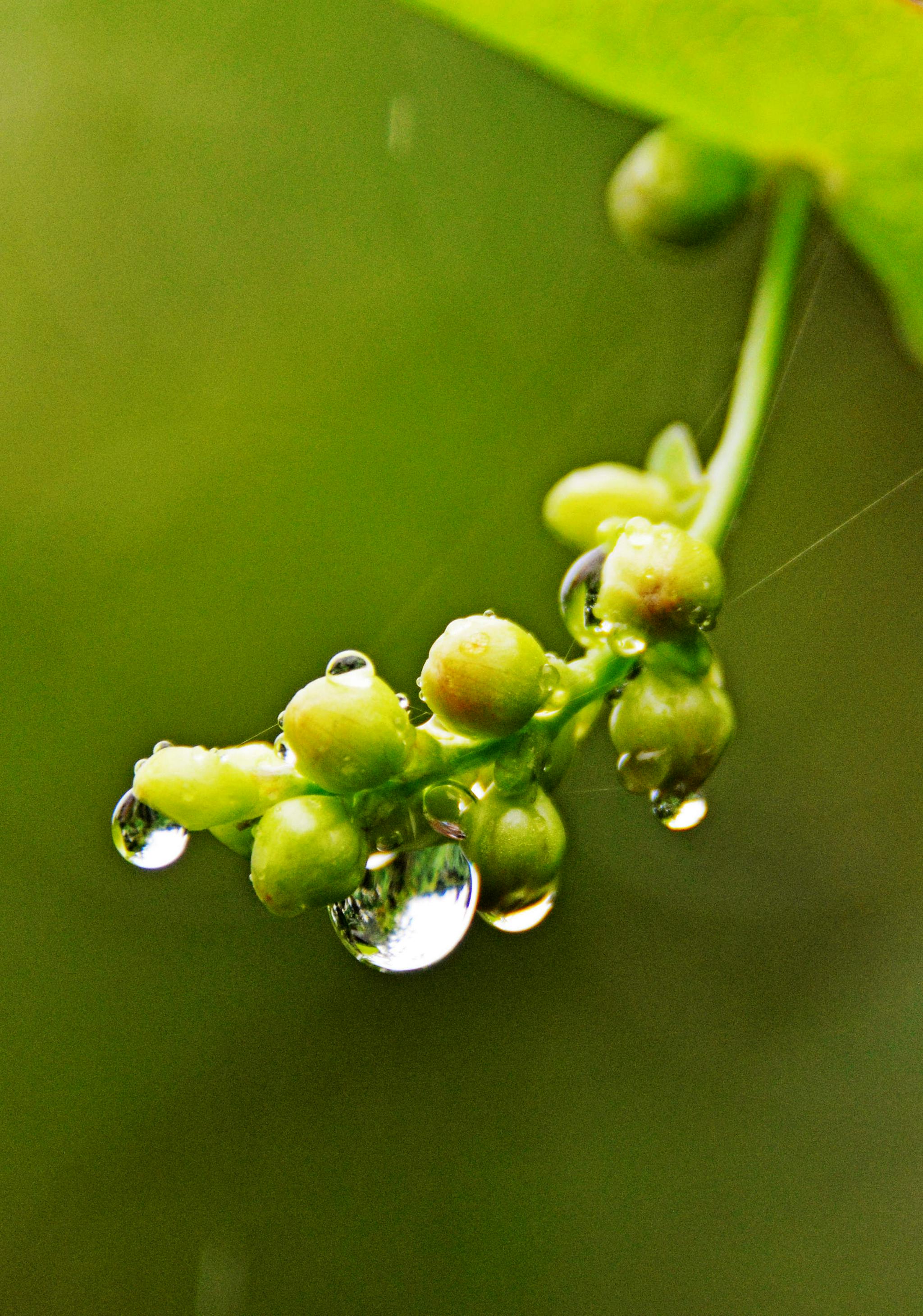 雨后乡村的早晨