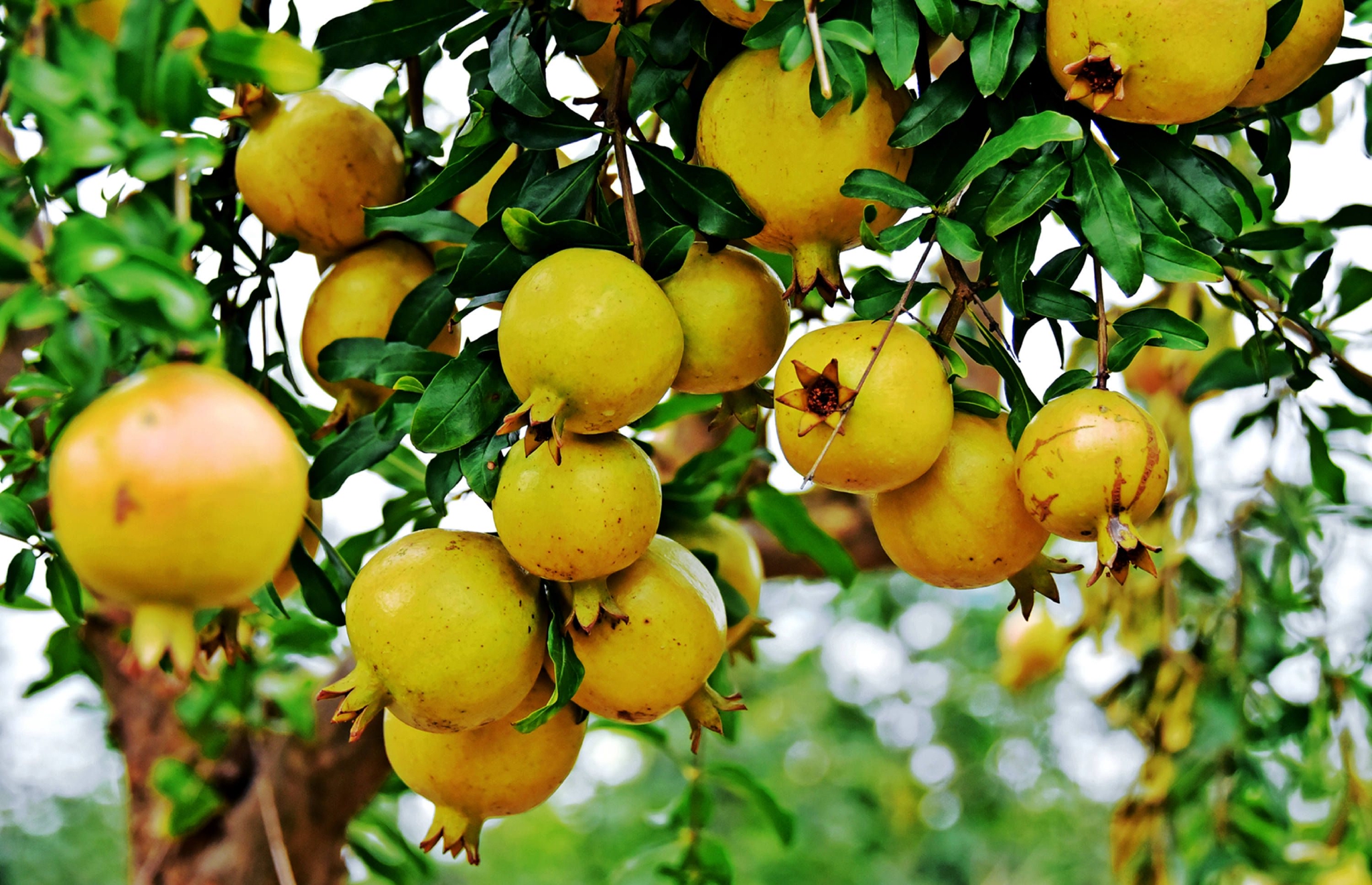 硕果累累福田秋,江苏无锡锡山台创园区佳友福田开心果园.