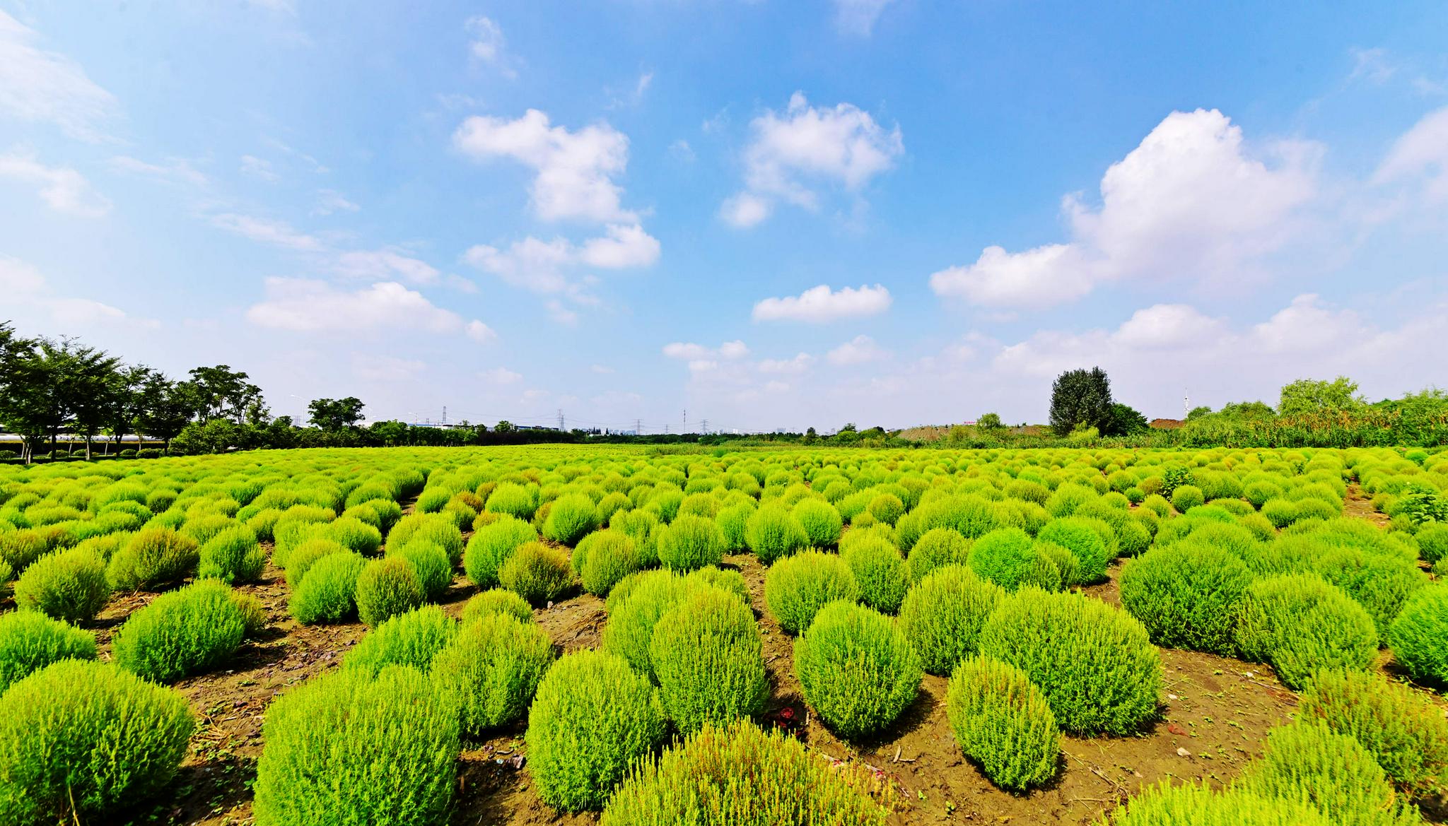 江苏无锡锡山区映月湖东安路西侧大片地肤草成为又一打卡地
