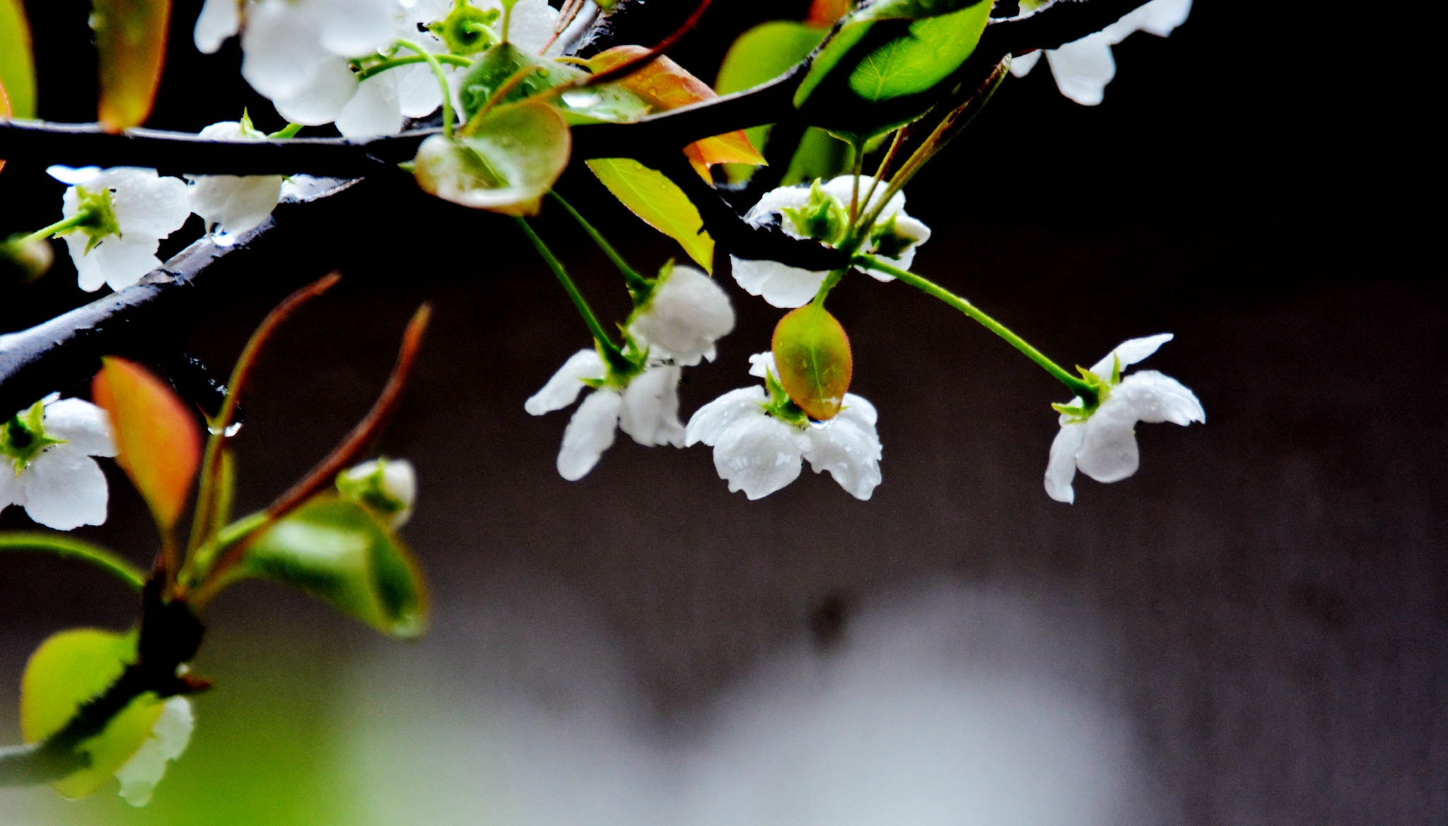 春雨绵绵梨花开