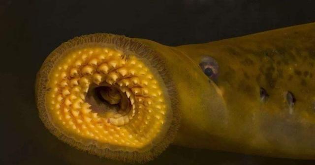 七鳃鳗,是美国恐怖片《血湖》中水下吸血恶魔的原型,身形似蛇,口如