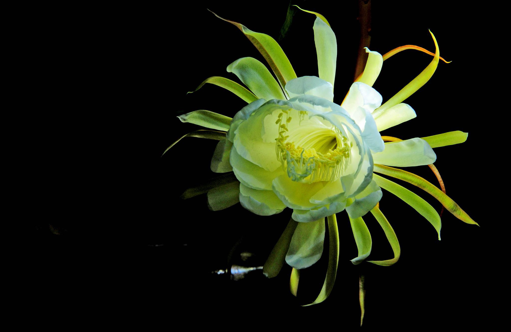 不同色光下的昙花,这是八年前的2012年7月拍摄的.