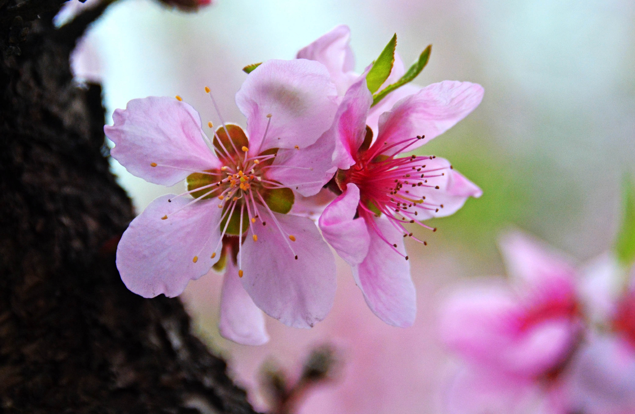 桃花盛开的地方,江苏省无锡市锡山区锡北镇.
