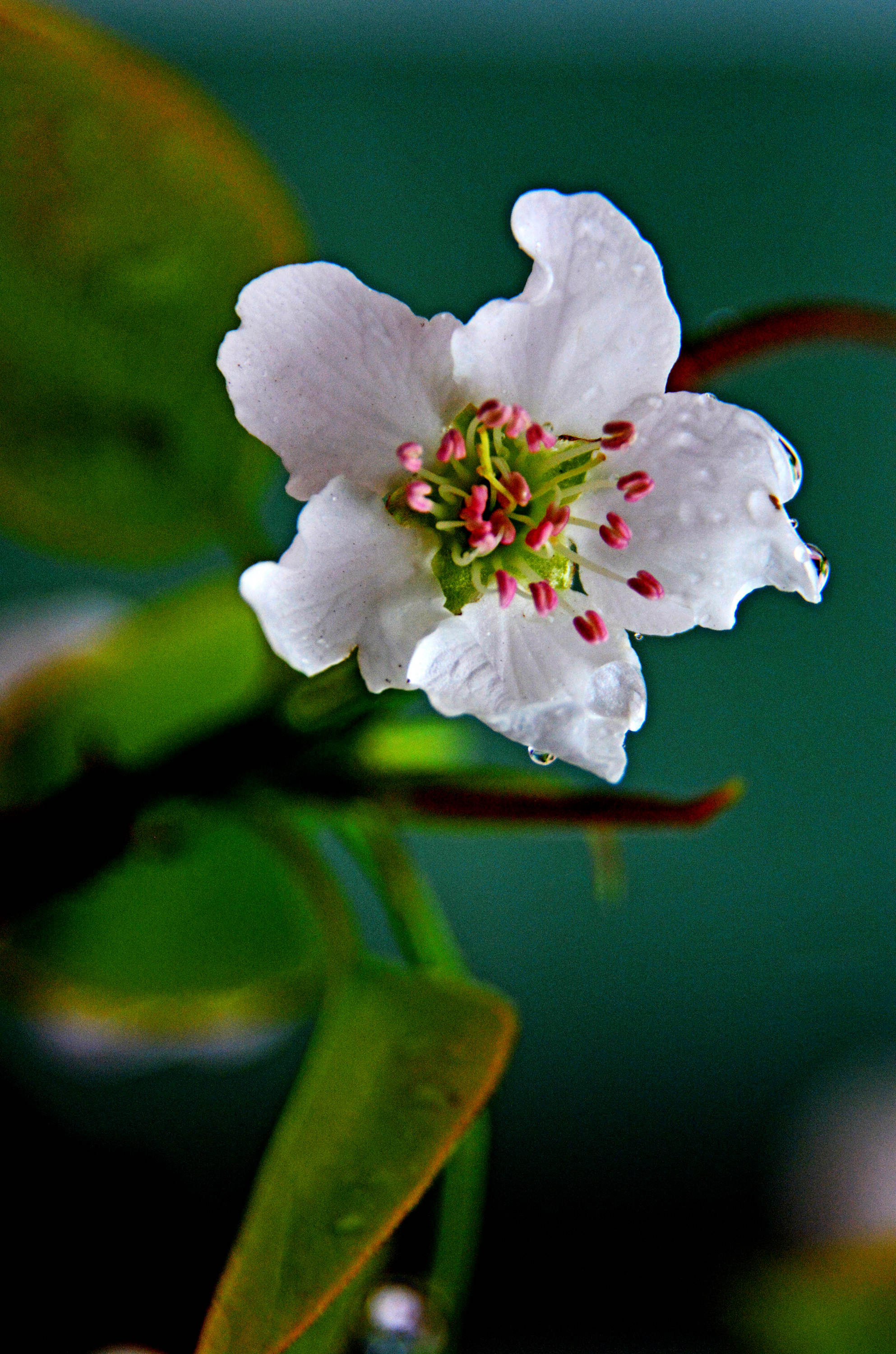 春雨绵绵梨花开