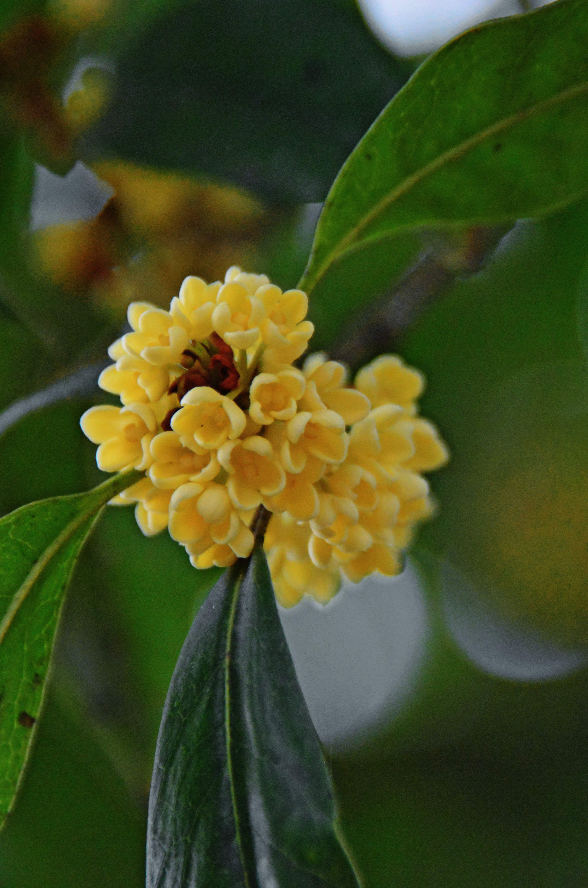 无锡今年的桂花姗姗来迟八月桂花九月开