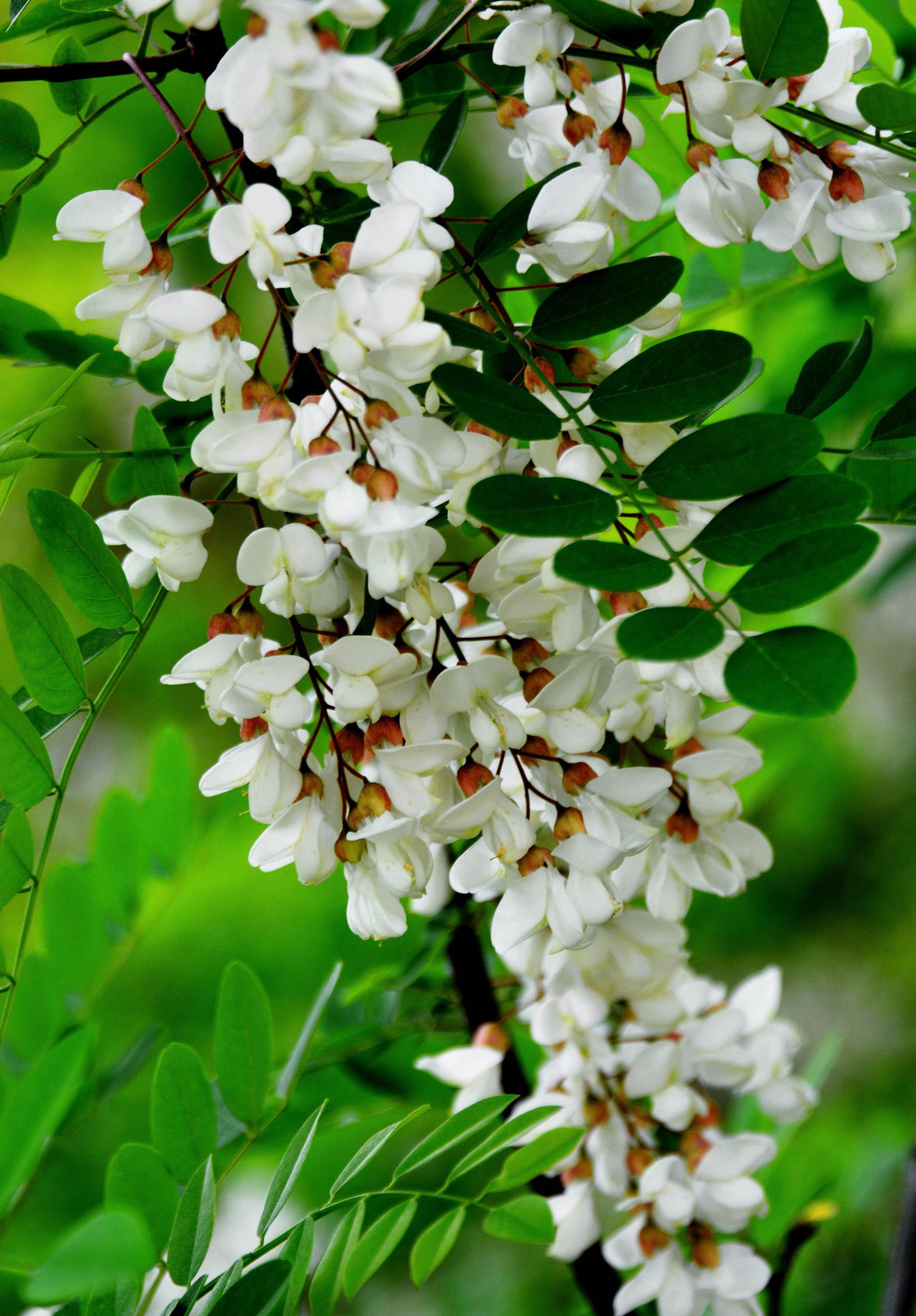 盛开的槐花能吃又是良药的好东西