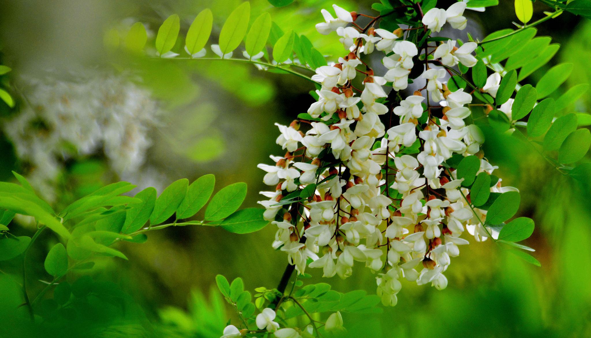 槐花图片(槐花图片高清)