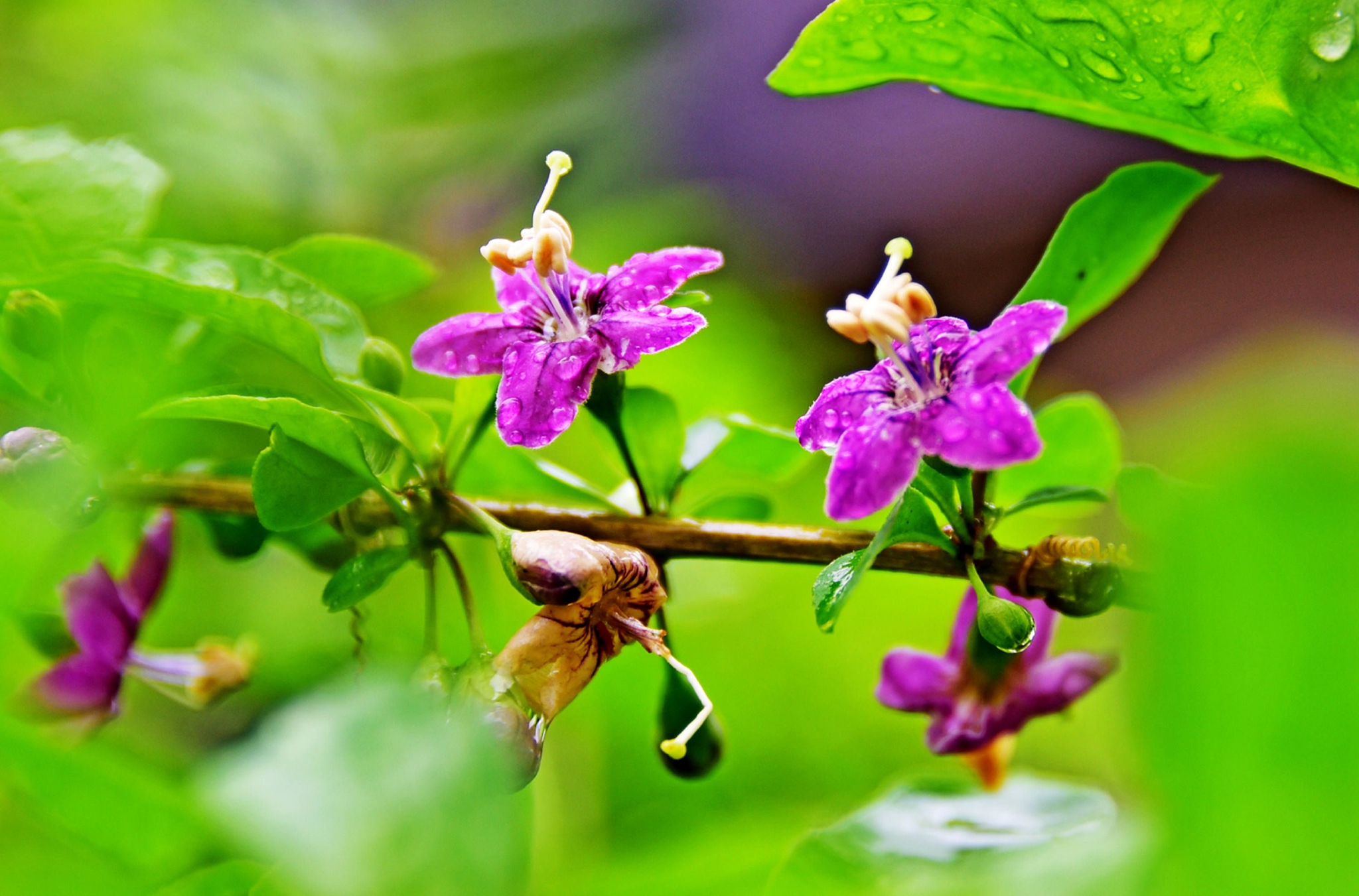 我家枸杞花正艳