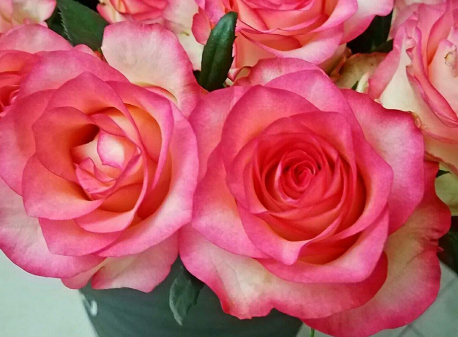 被誉为华丽的"女王花",高贵有魅力,养在家里真好看