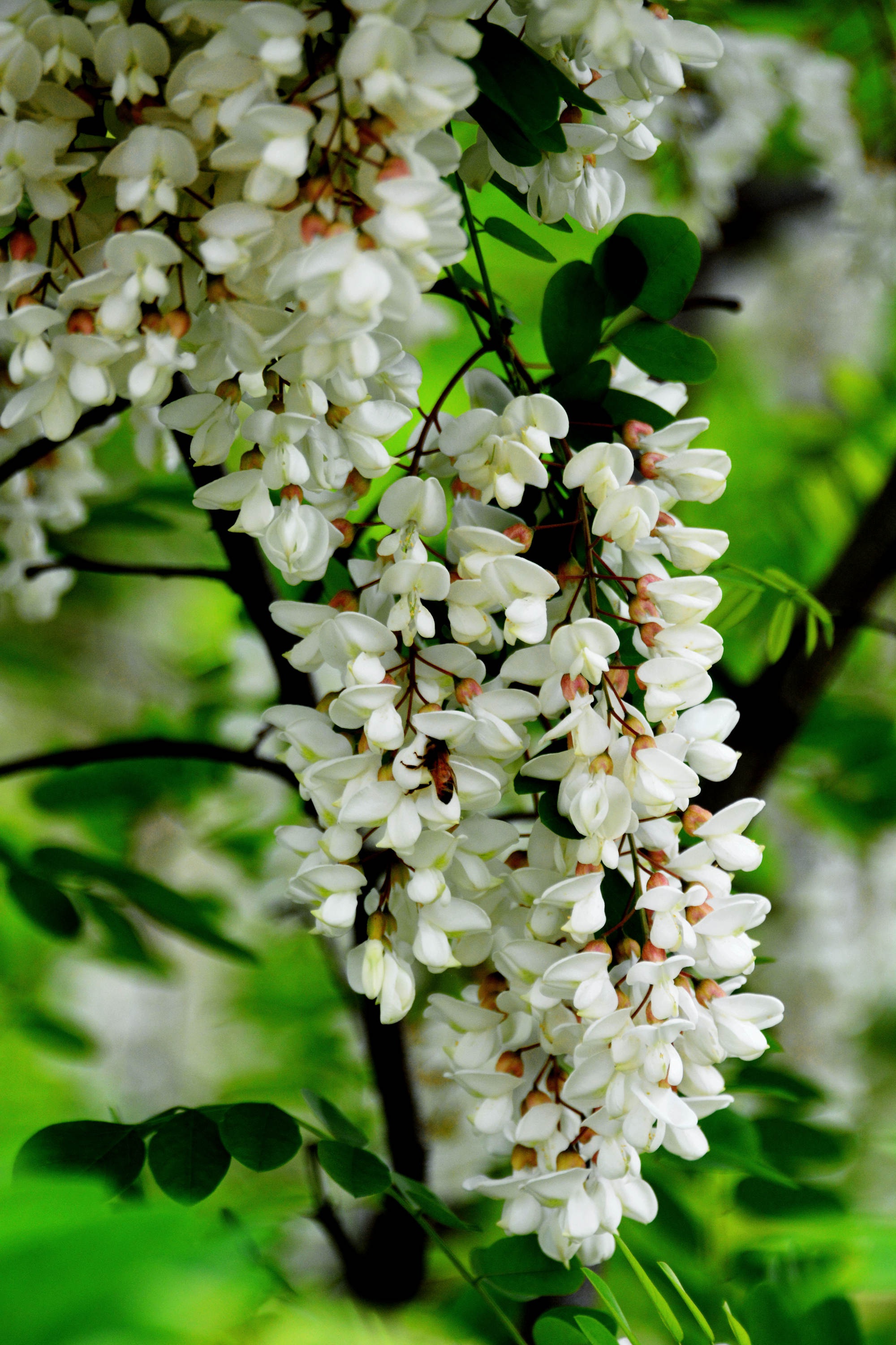 盛开的槐花能吃又是良药的好东西