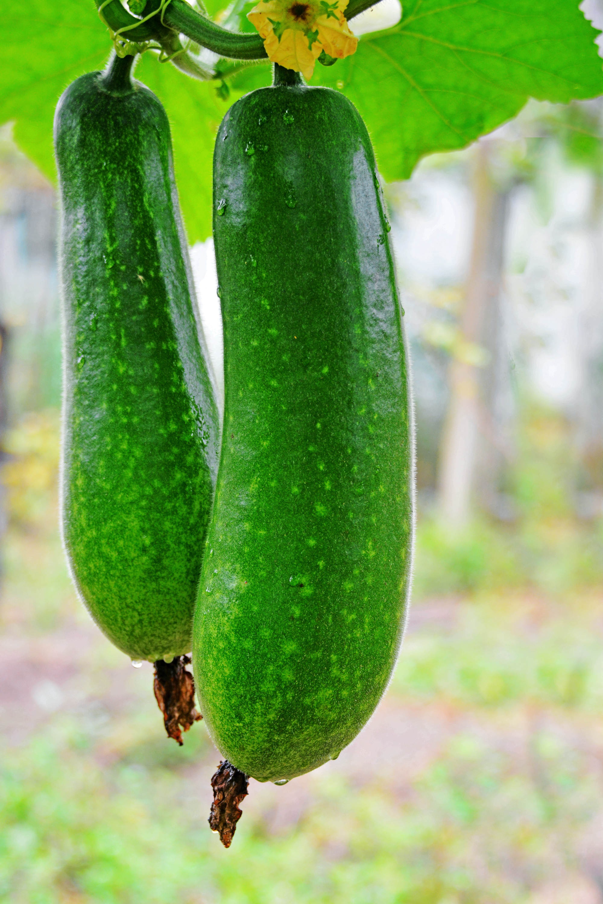 瓜果飘香的西庄农场,2020年07月14日,江苏无锡锡山区锡北镇.__财经头