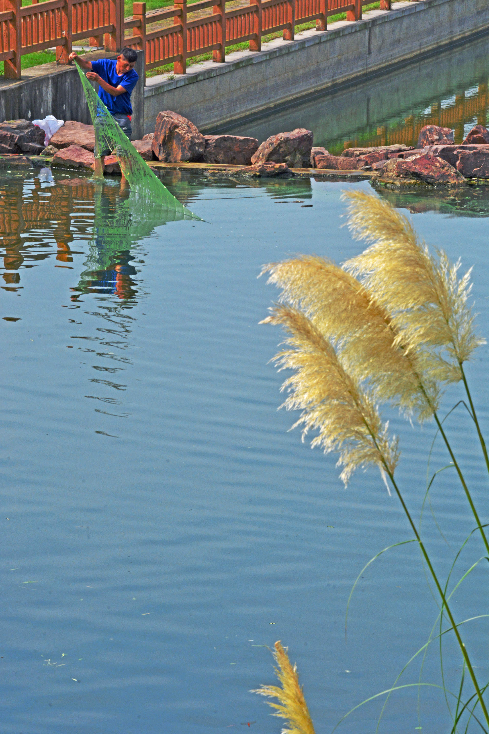 蒲苇摇曳诗画里碧水微澜映秋意