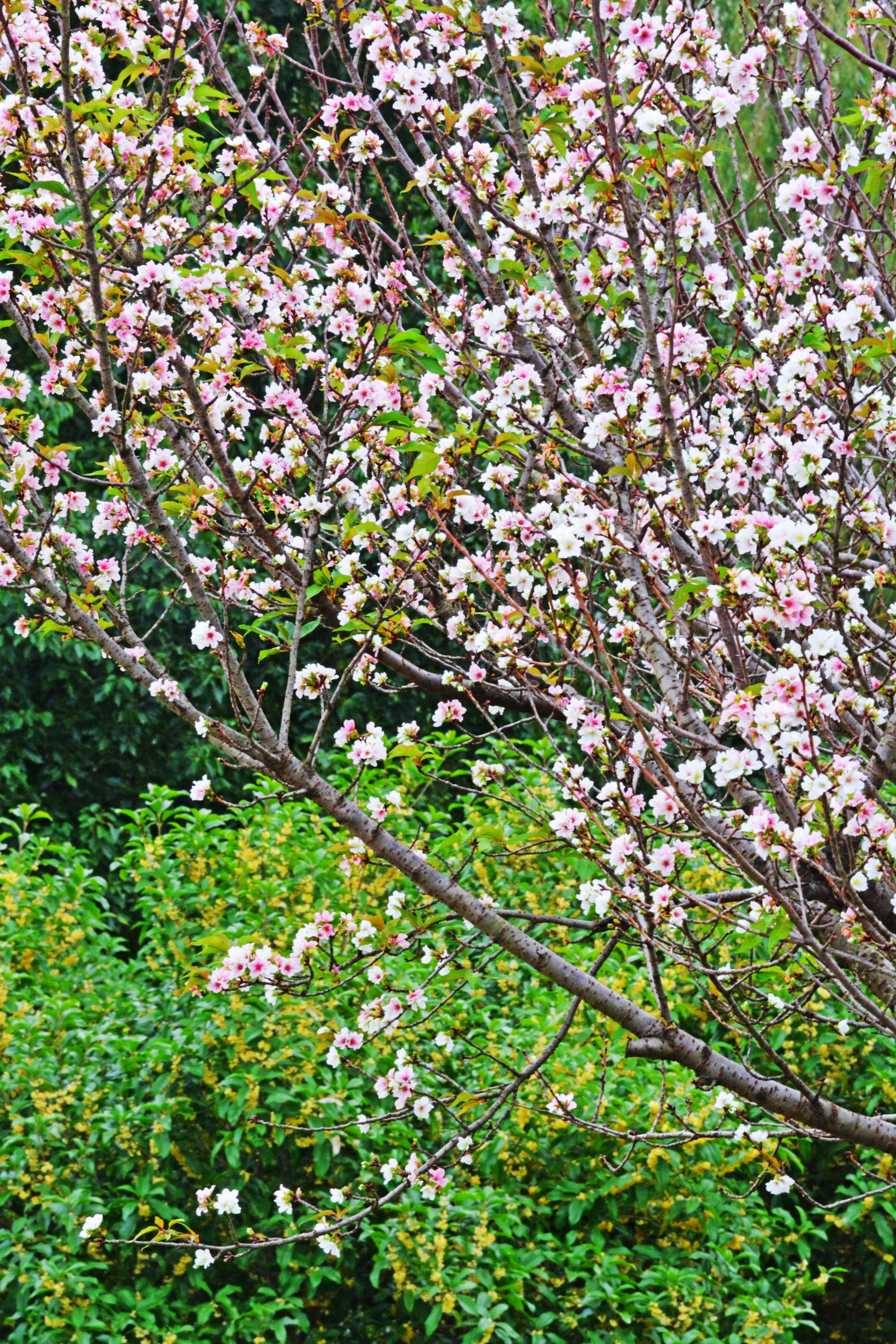 桃花盛开的秋天__财经头条